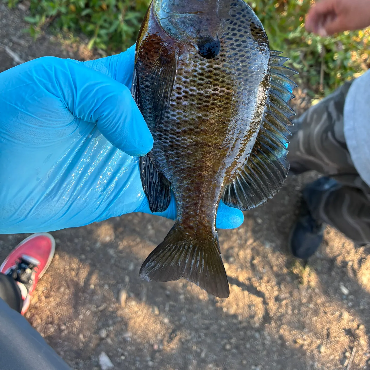 catch