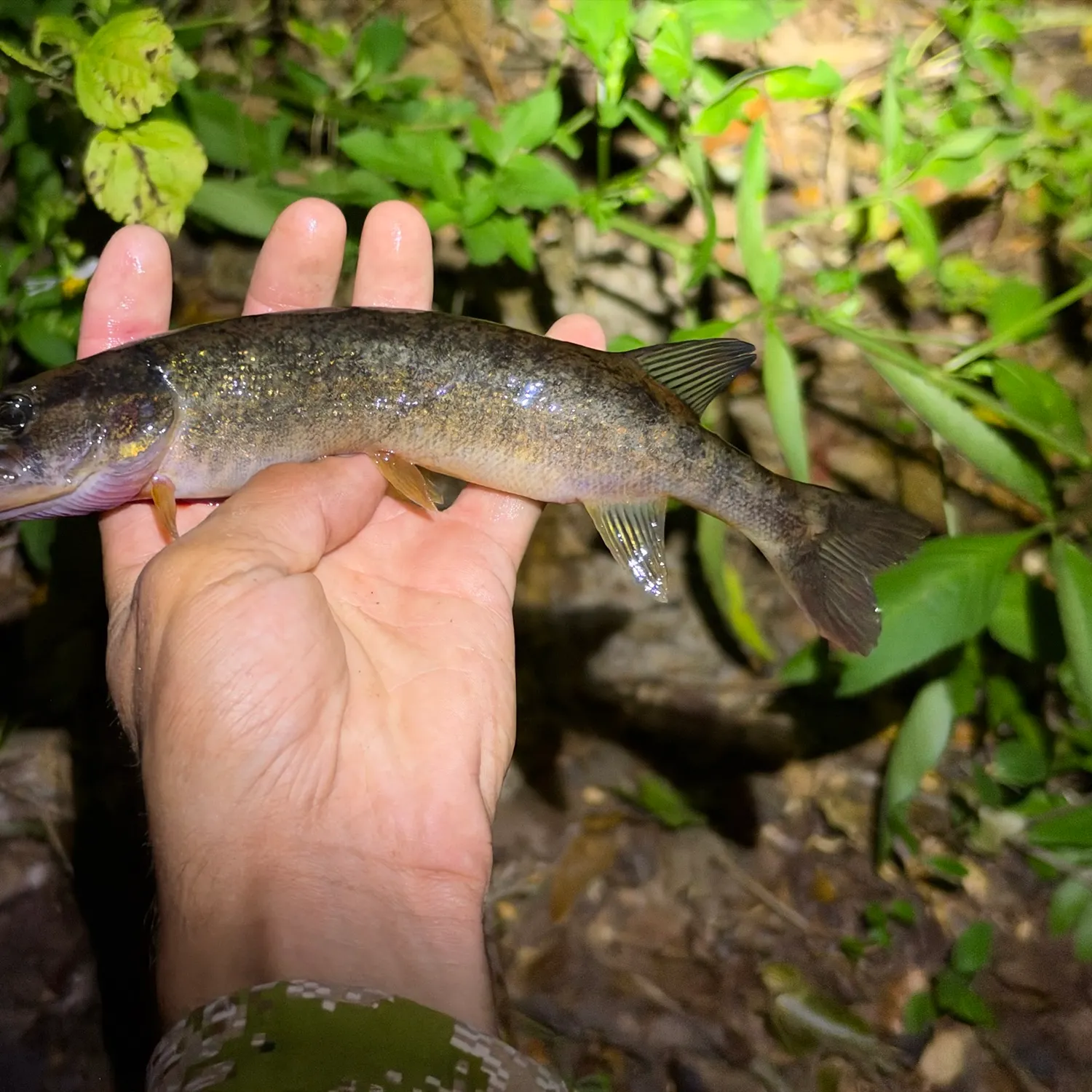 Redfin pickerel caught on Fishbrain