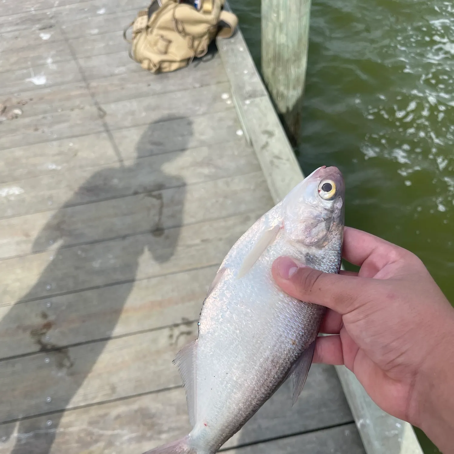 The most recent Gulf menhaden catches on Fishbrain
