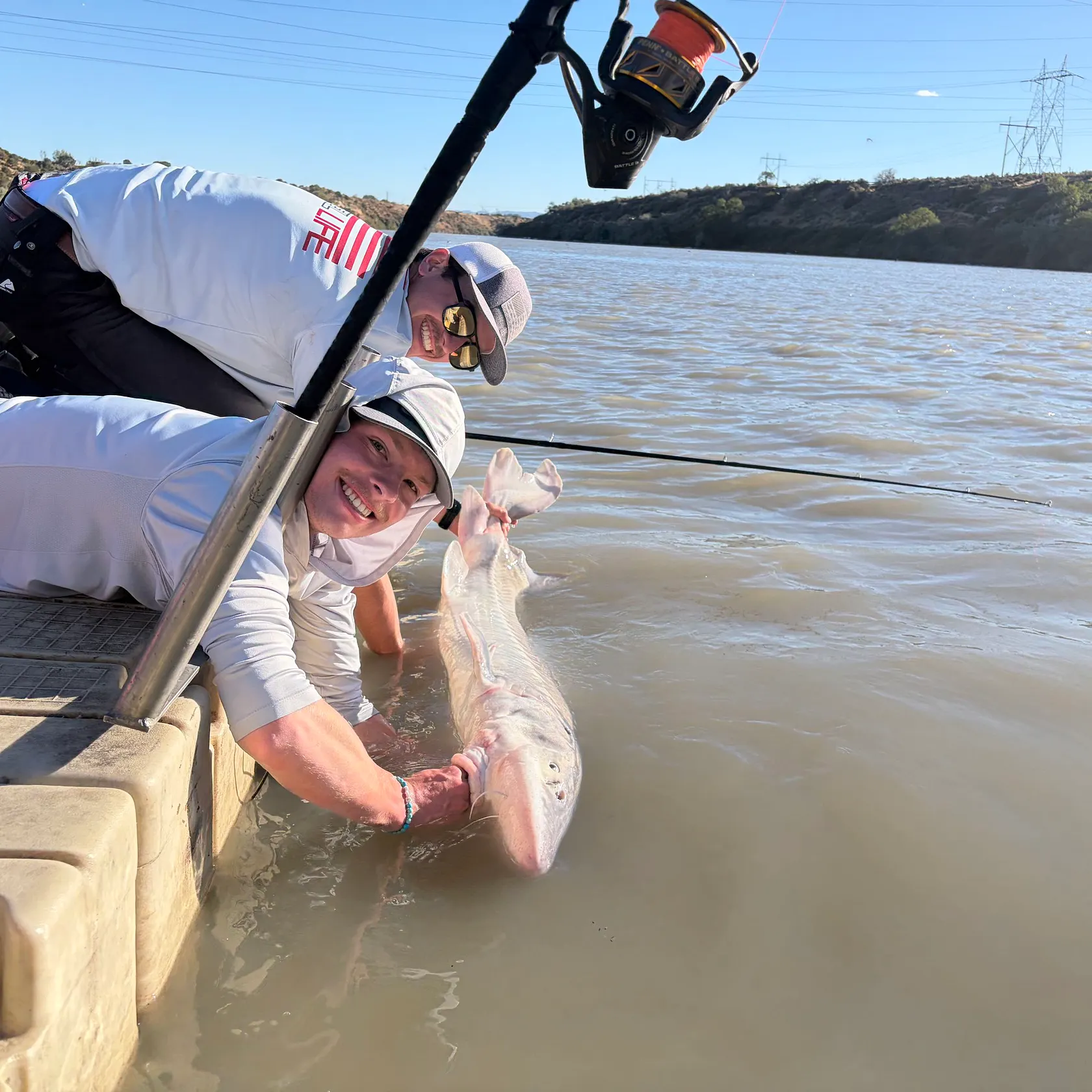 White sturgeon caught on Fishbrain