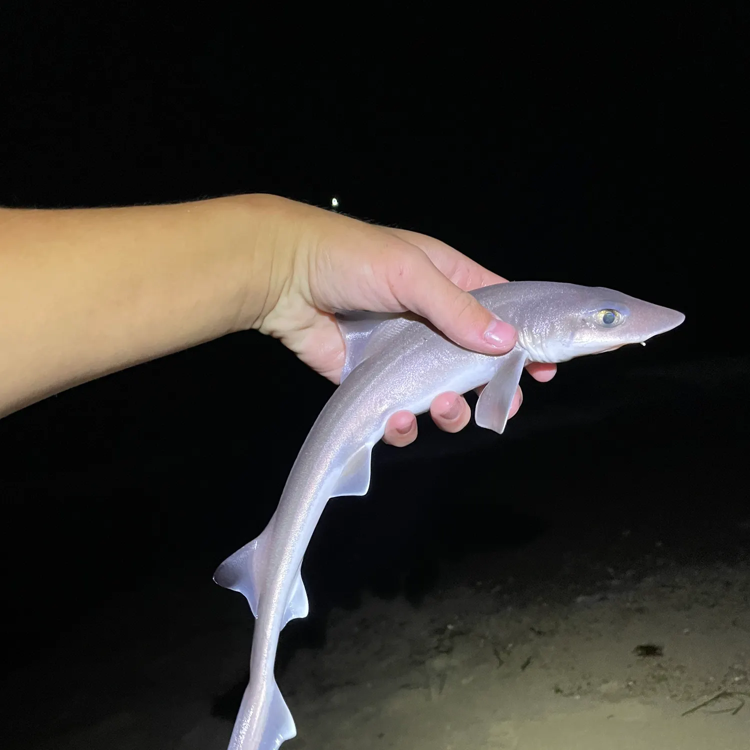 The most recent Dusky smooth-hound catches on Fishbrain