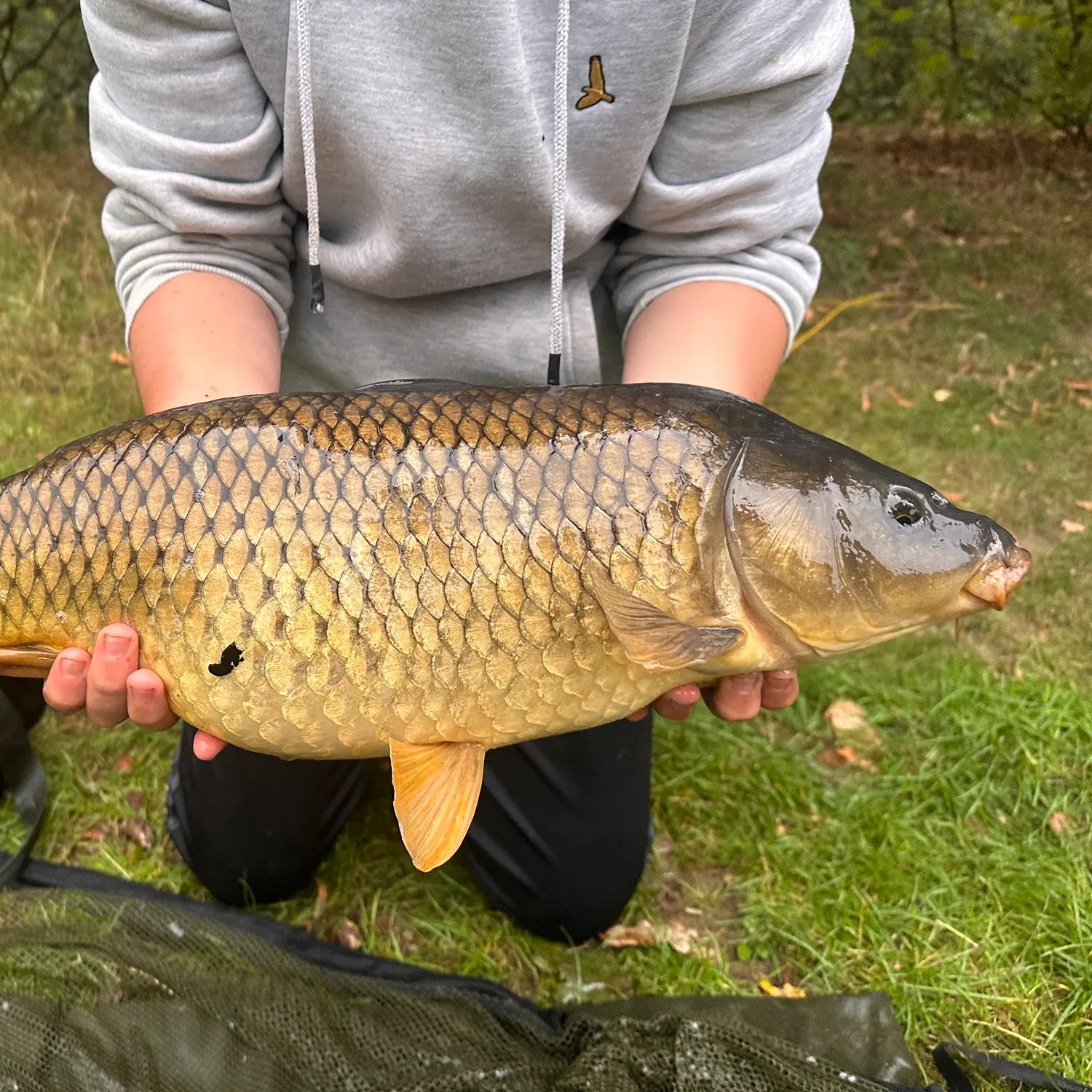 Common carp caught on Fishbrain