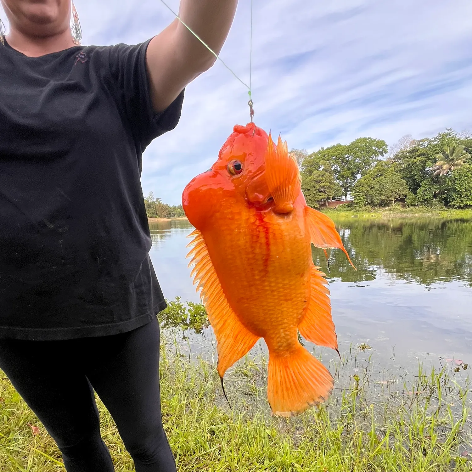 The most popular recent Blood parrot cichlid catch on Fishbrain