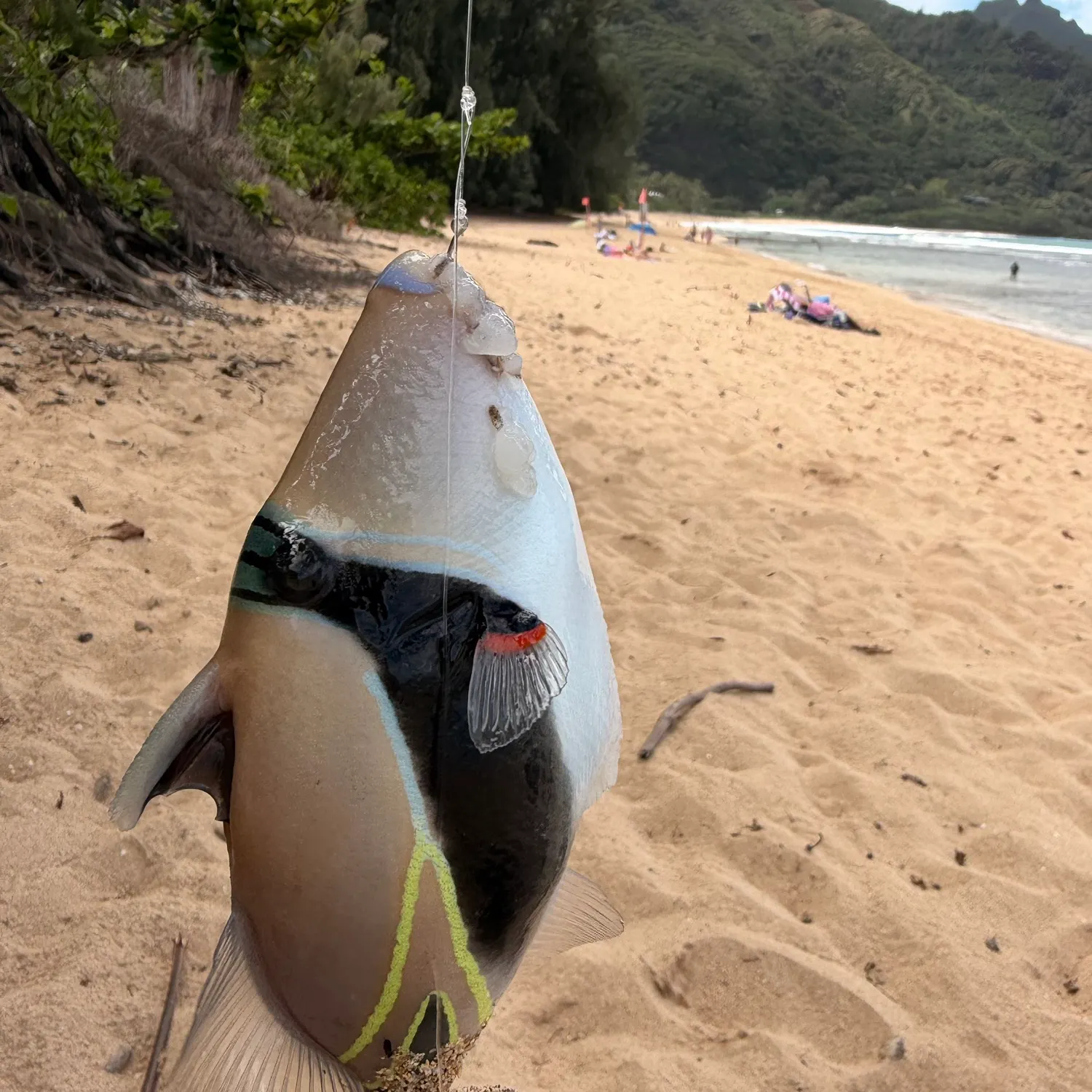 The most recent Wedge-tail triggerfish catches on Fishbrain