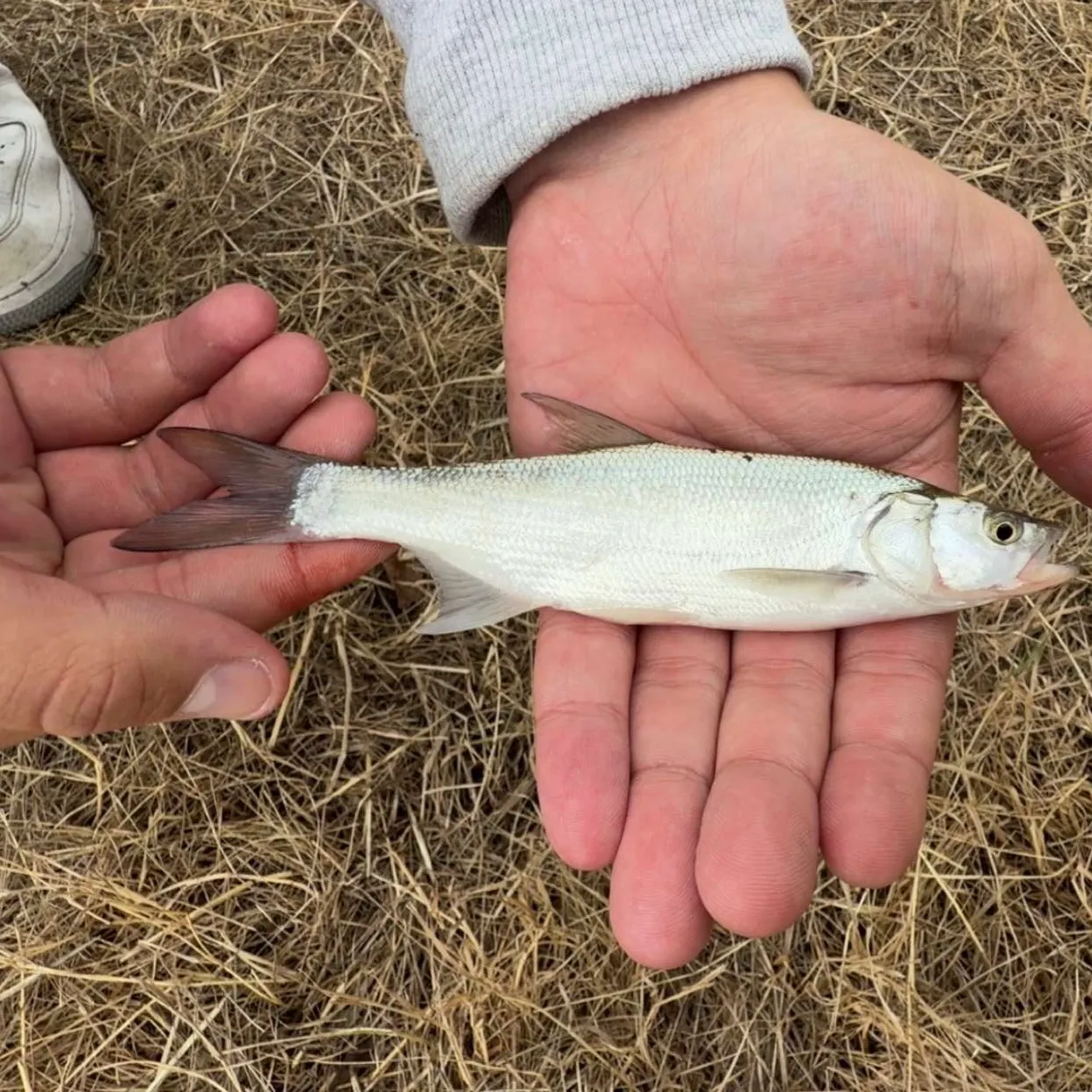 The most recent Asp catches on Fishbrain