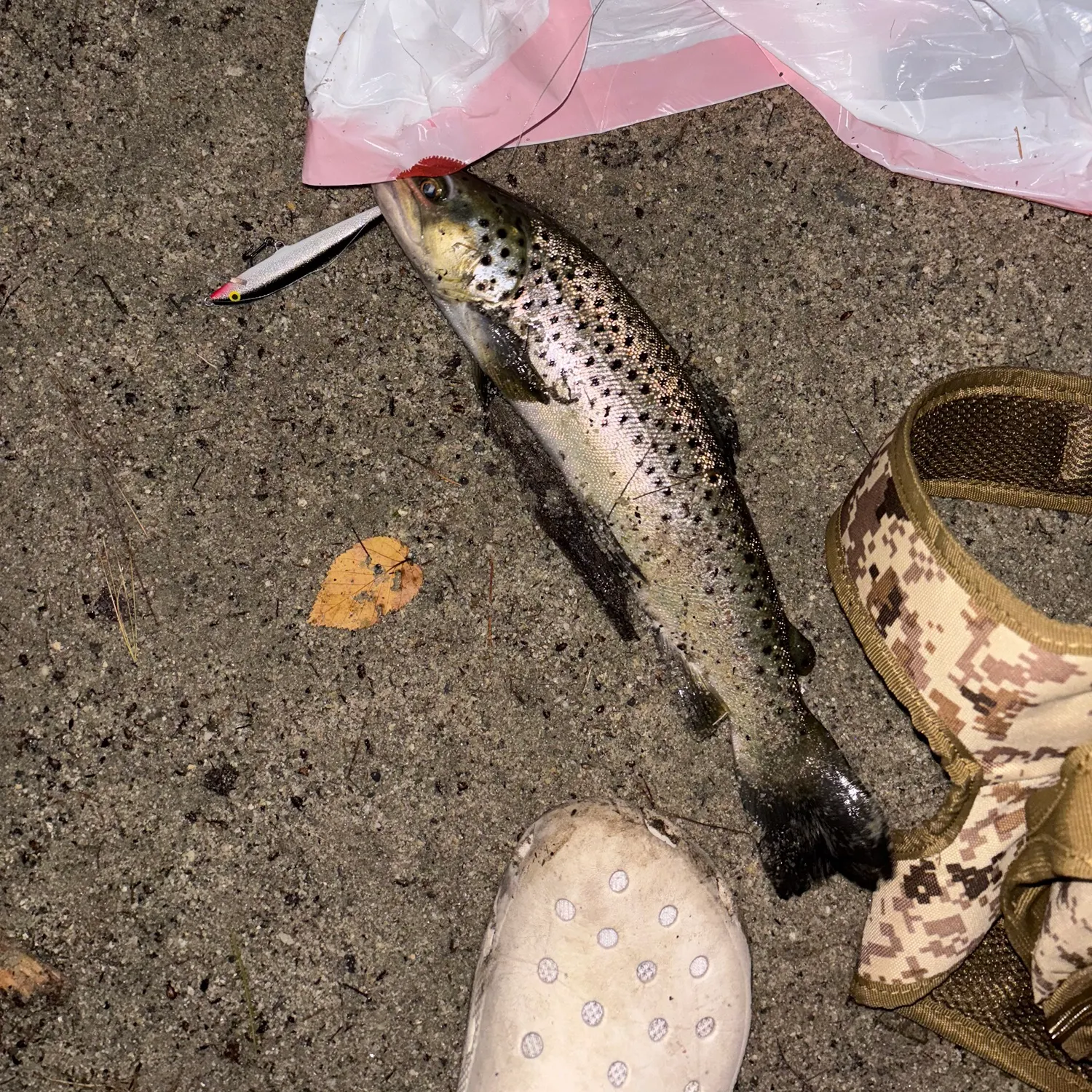 Brown trout caught on Fishbrain