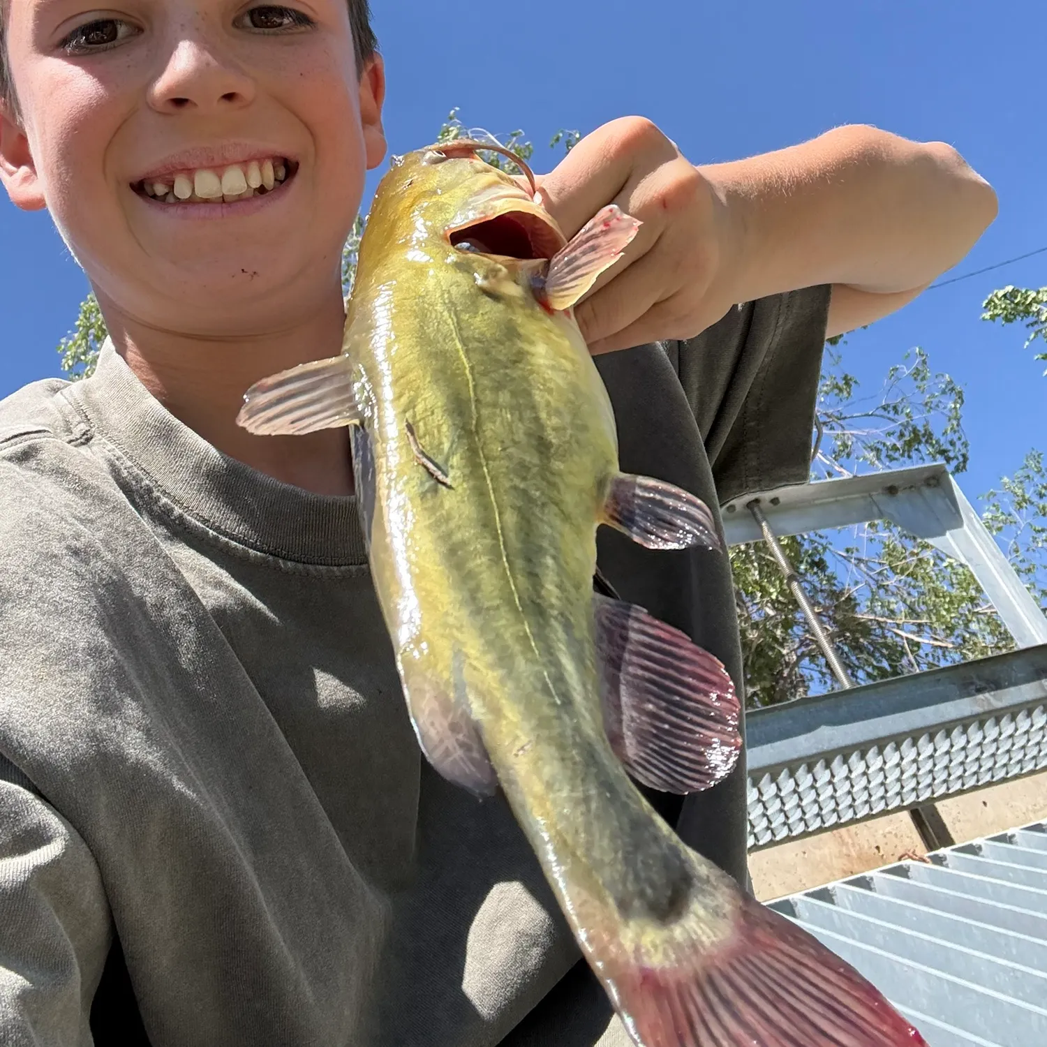 Yellow bullhead caught on Fishbrain