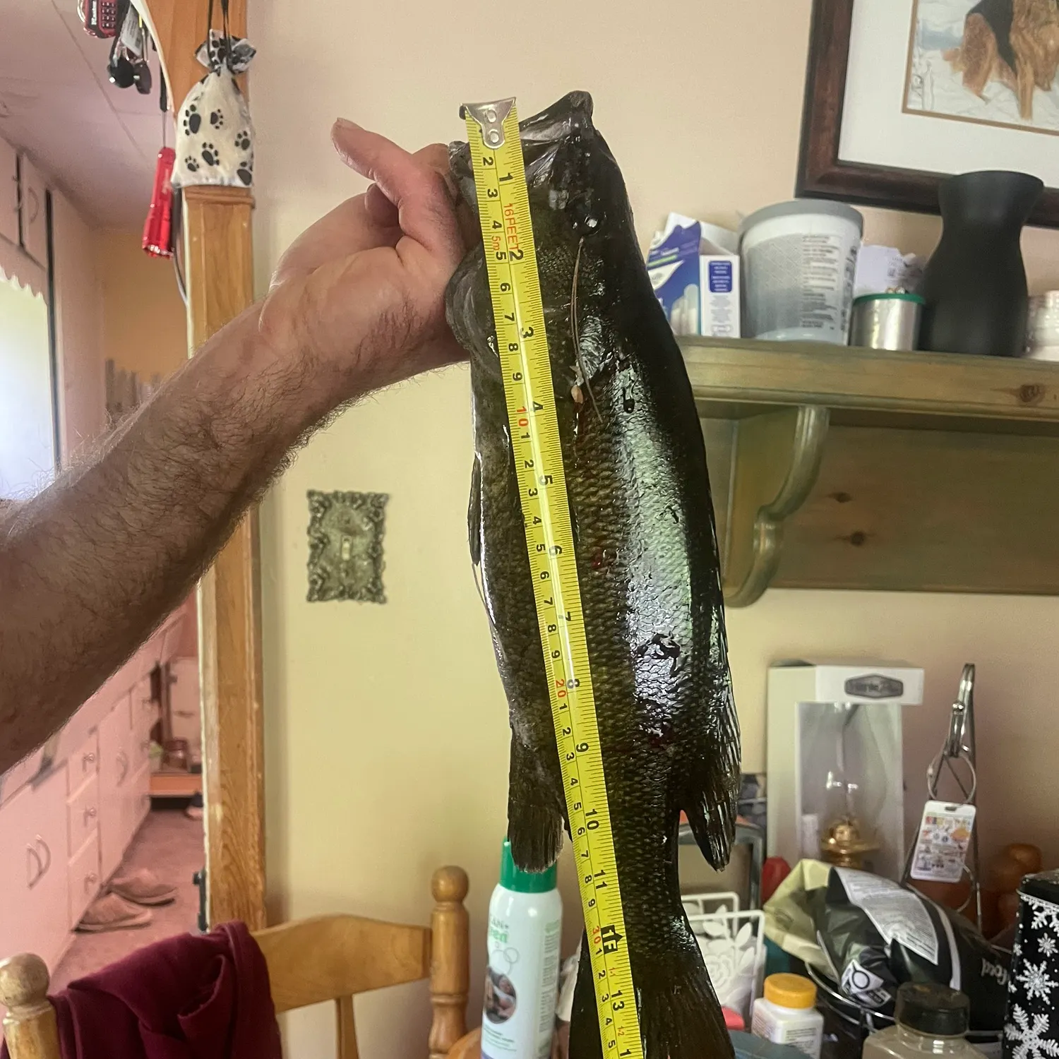recently logged catches
