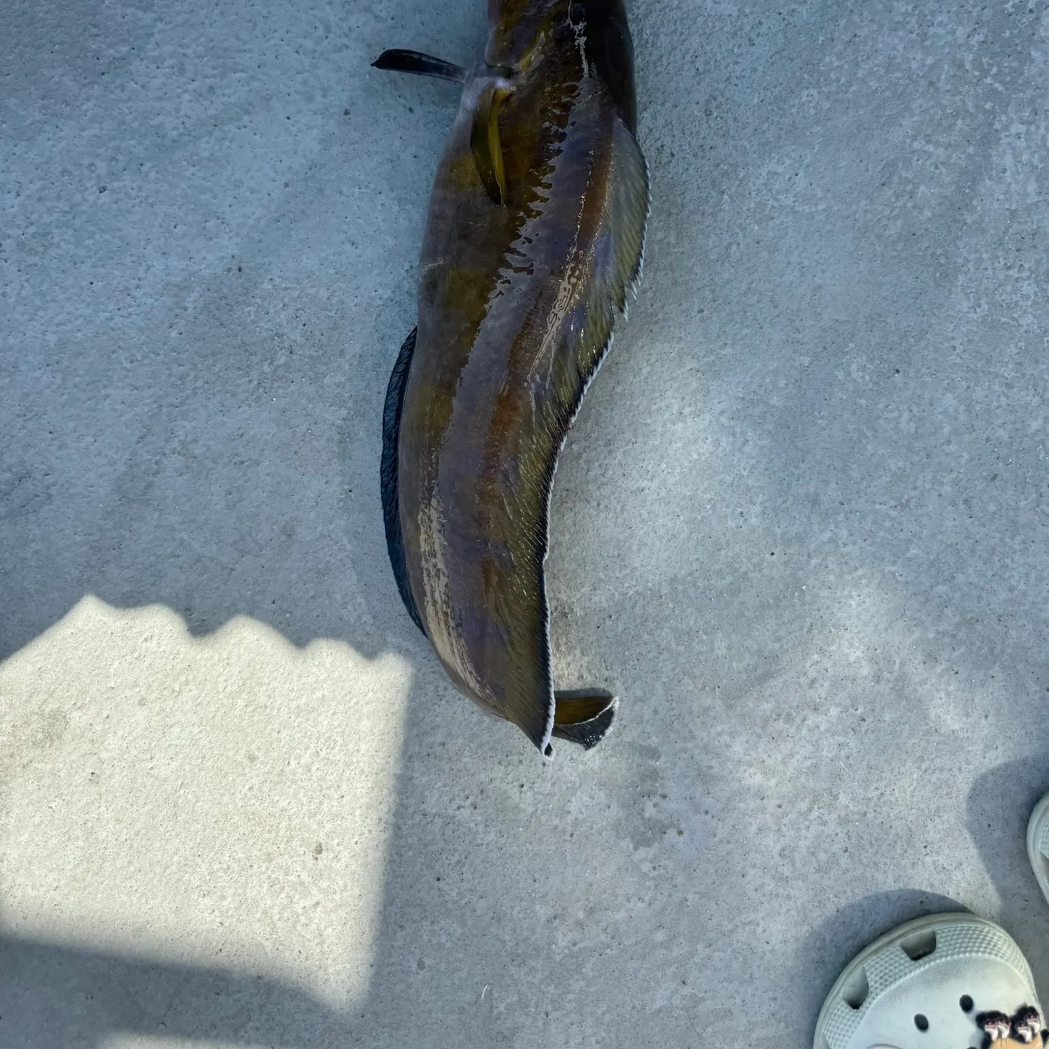 The most recent Cusk catches on Fishbrain