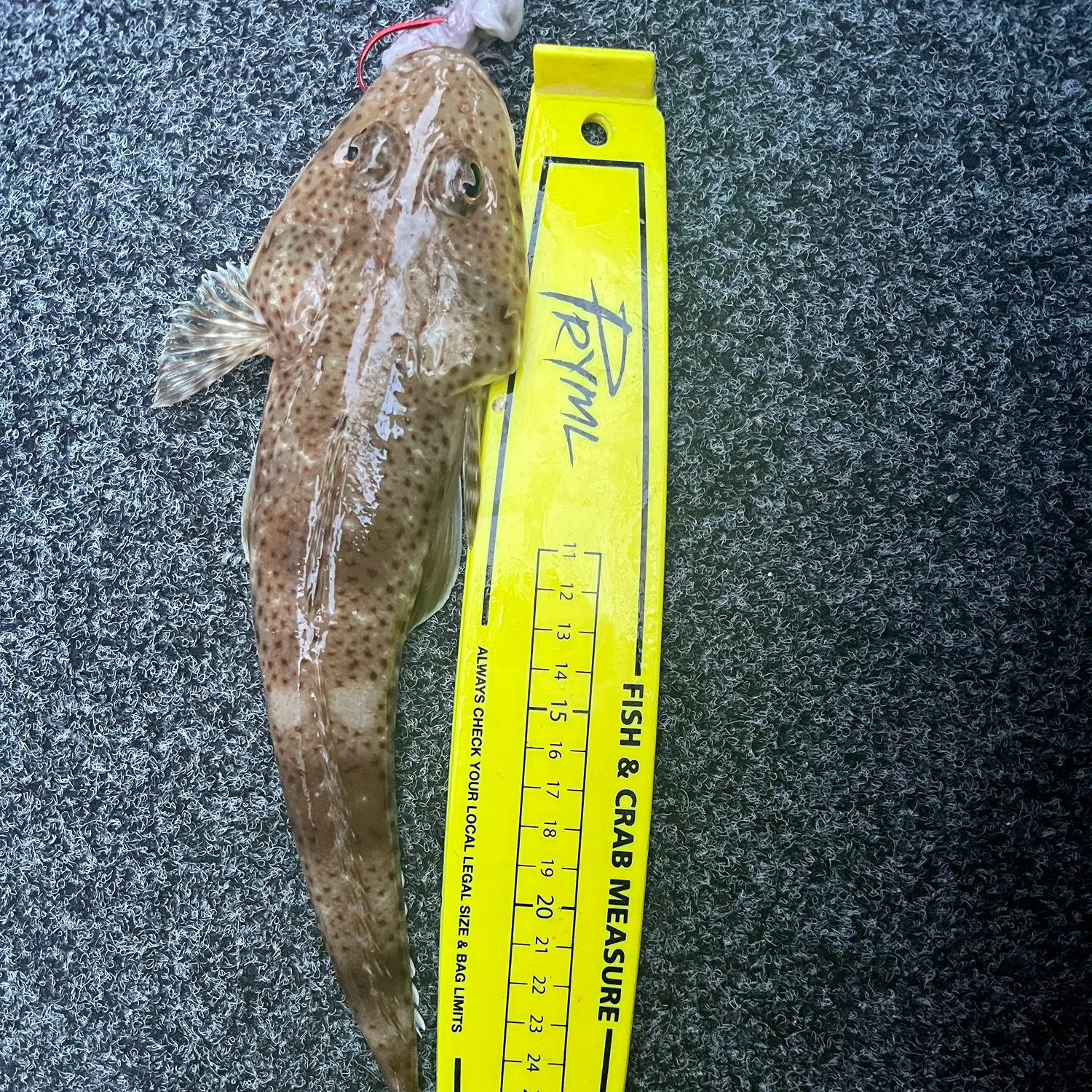 The most recent Sand flathead catches on Fishbrain