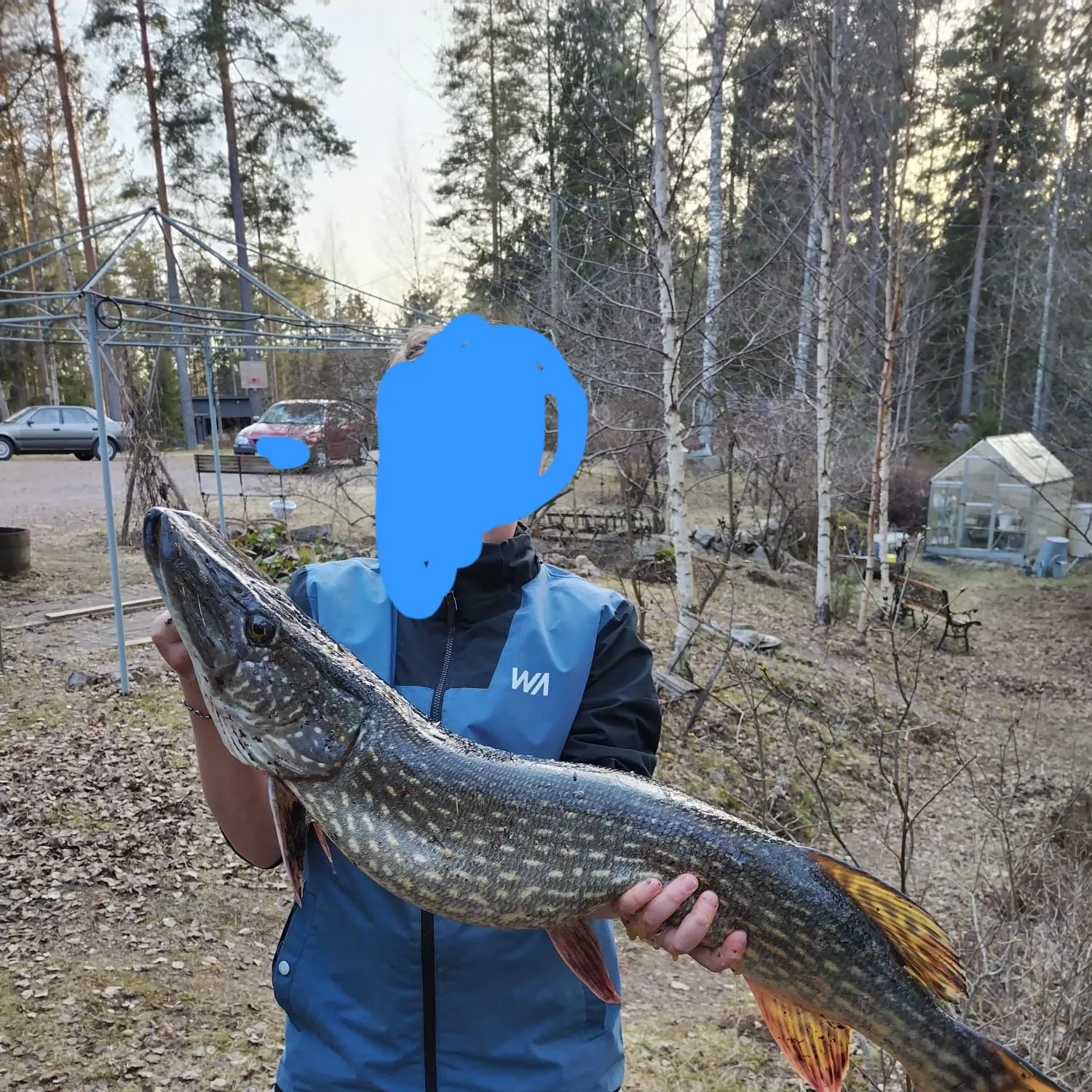 Northern pike caught on Fishbrain