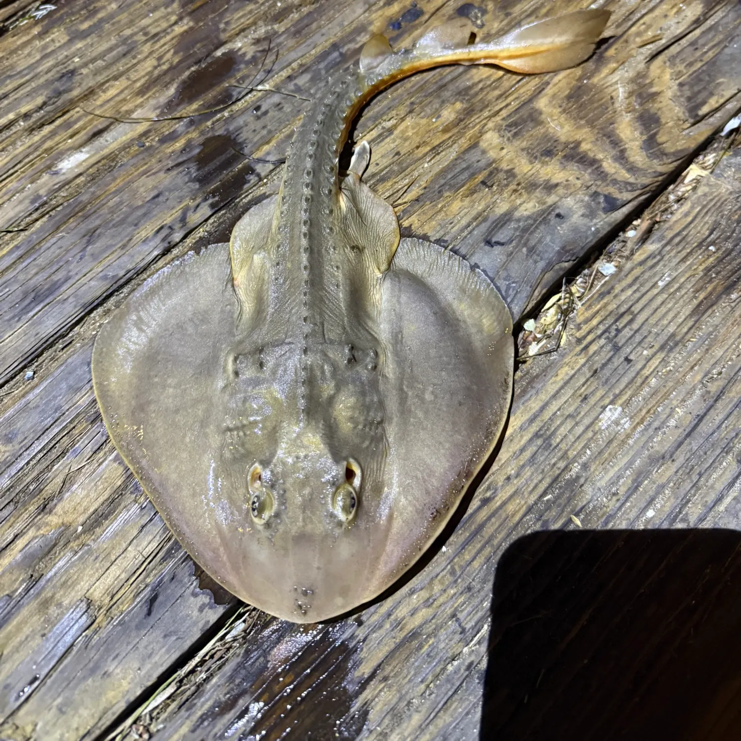 Thornback guitarfish caught on Fishbrain
