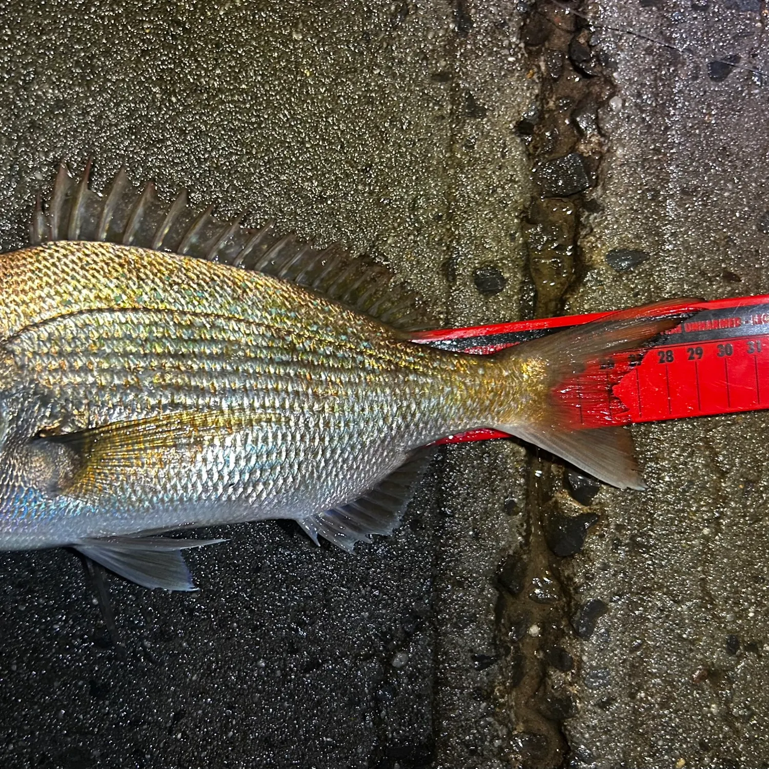 Australasian snapper caught on Fishbrain