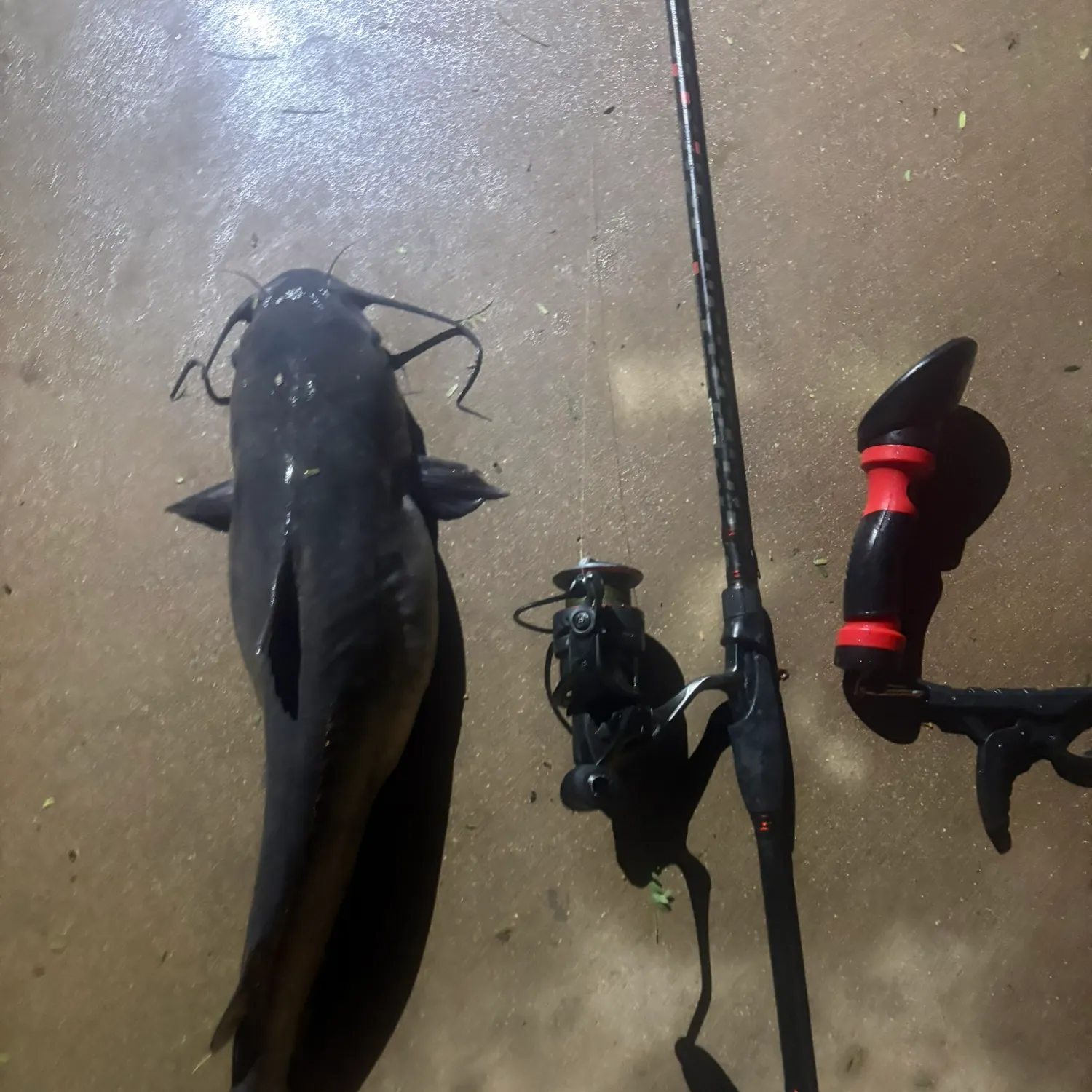 Channel catfish caught on Fishbrain