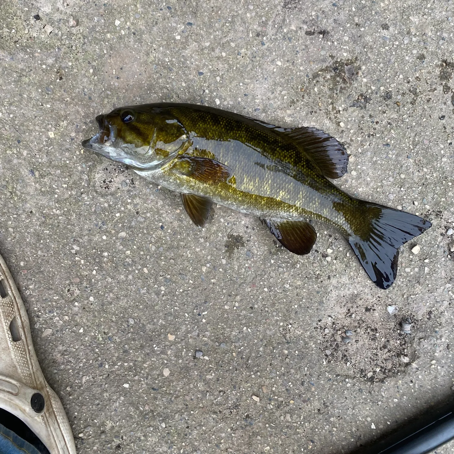 Smallmouth bass caught on Fishbrain