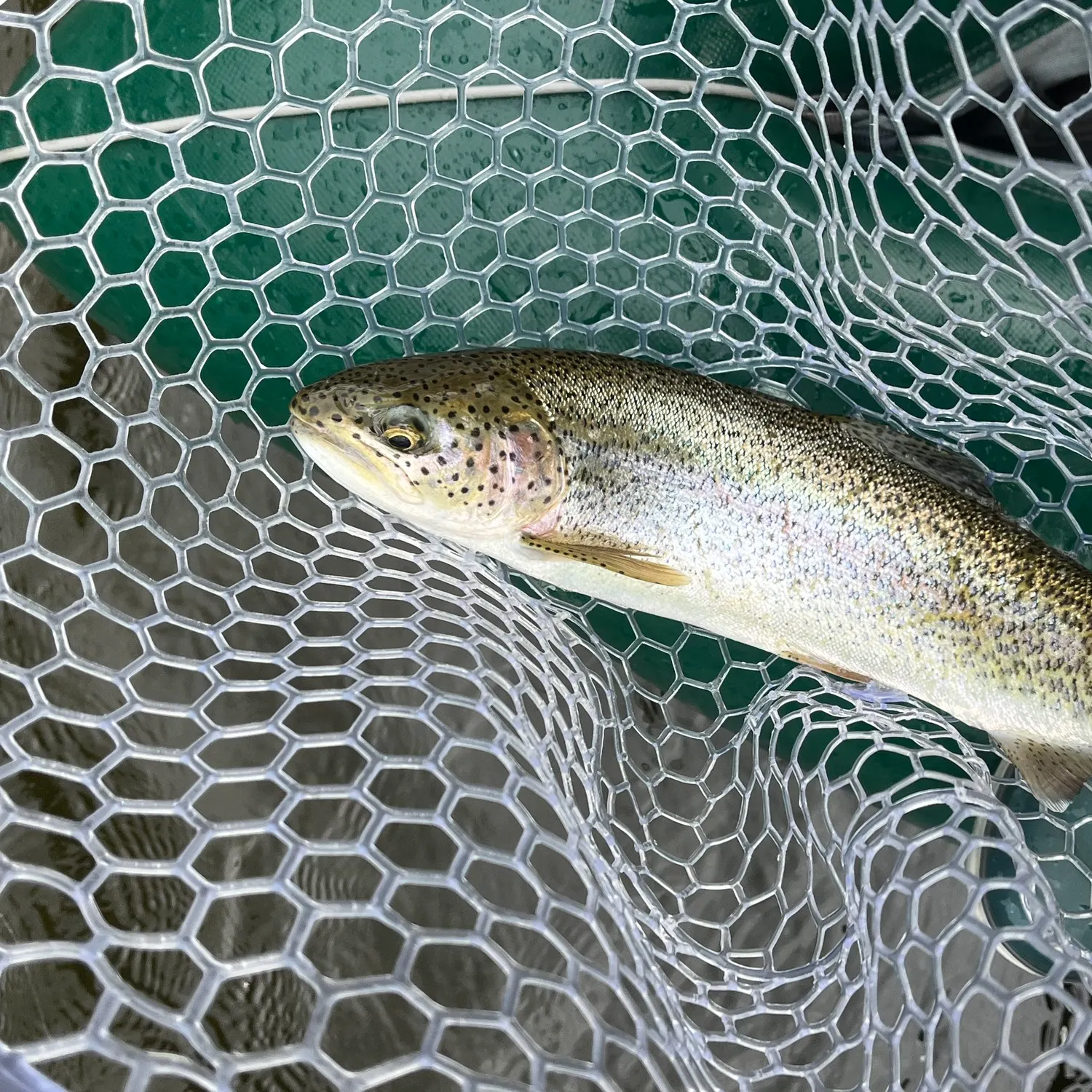 Rainbow trout caught on Fishbrain