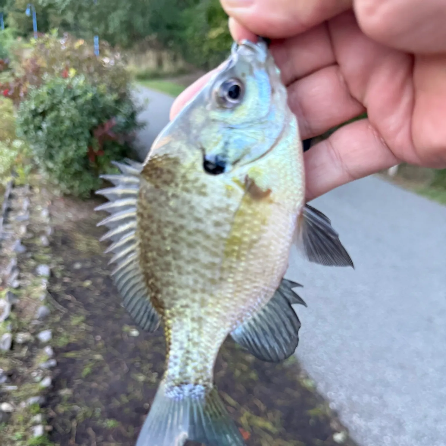 Bluegill caught on Fishbrain