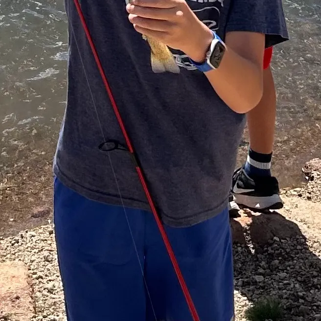 Rainbow trout caught on Fishbrain