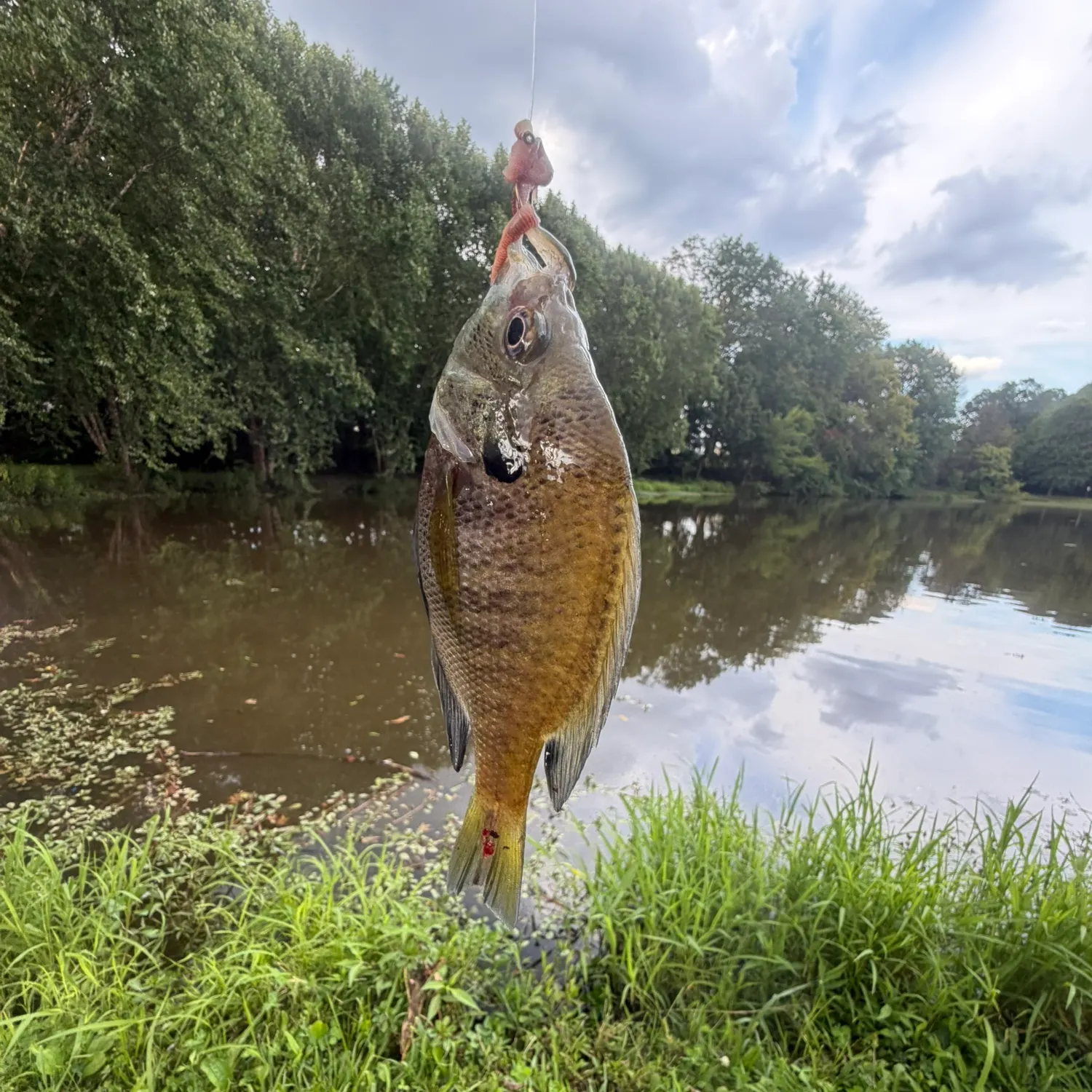 Bluegill caught on Fishbrain