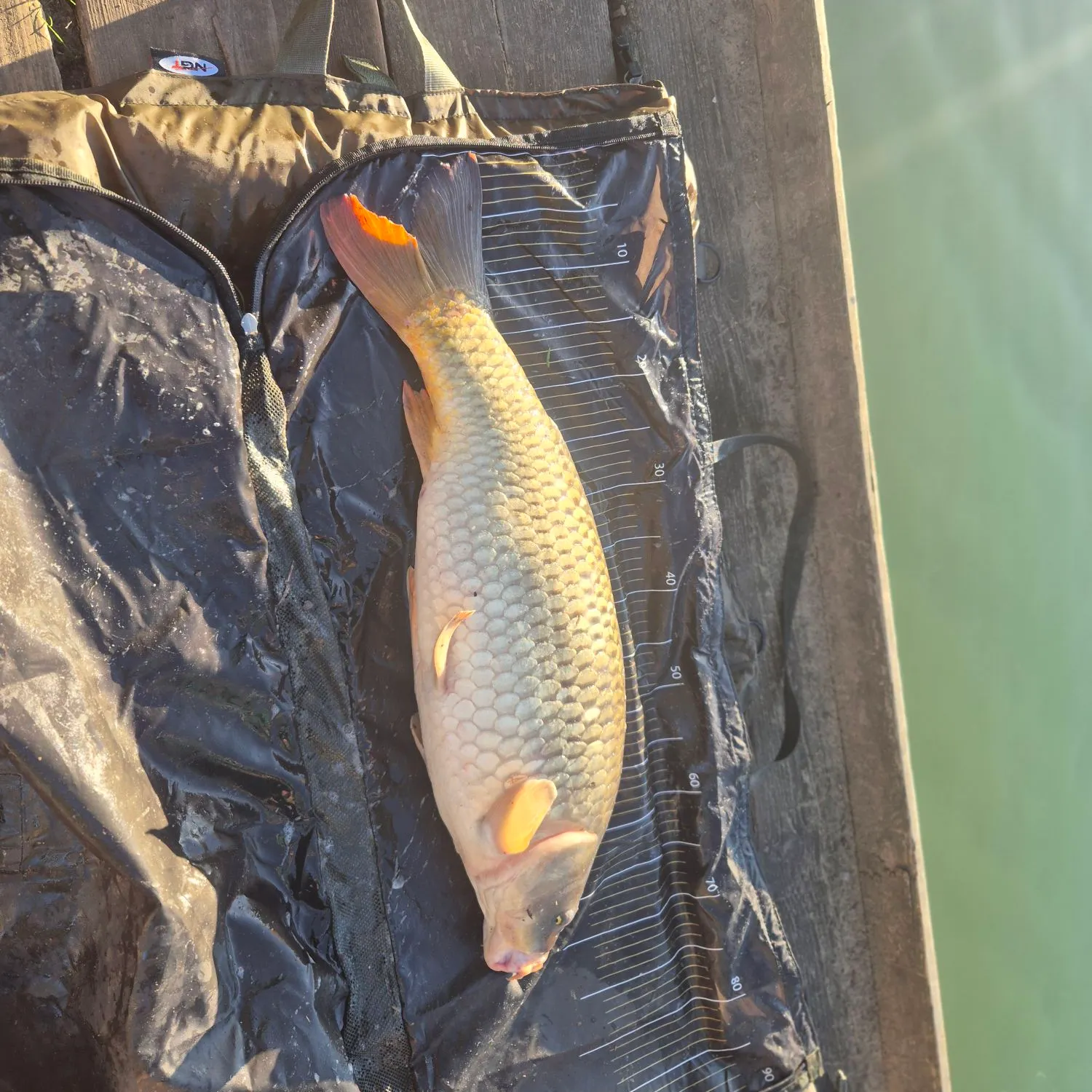 Common carp caught on Fishbrain