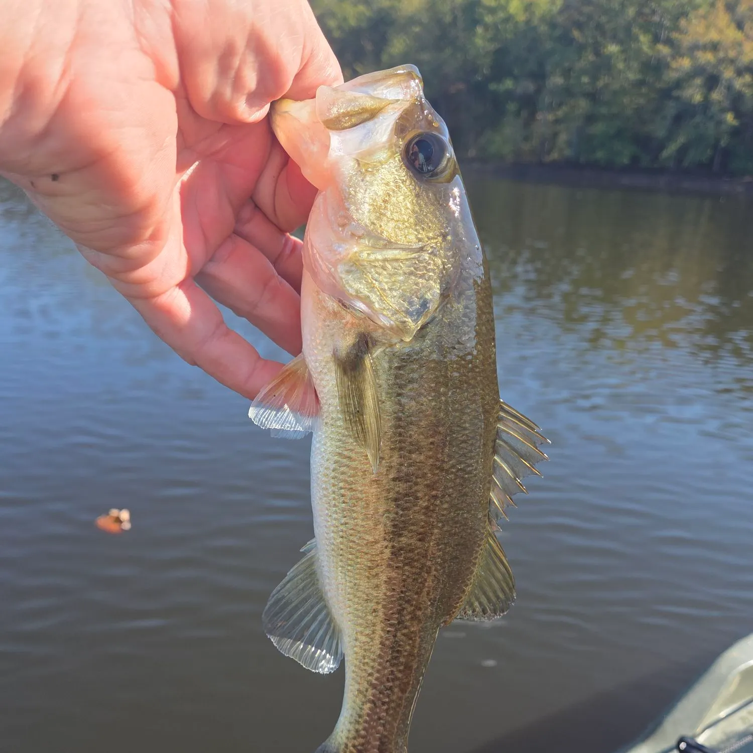 Largemouth bass caught on Fishbrain
