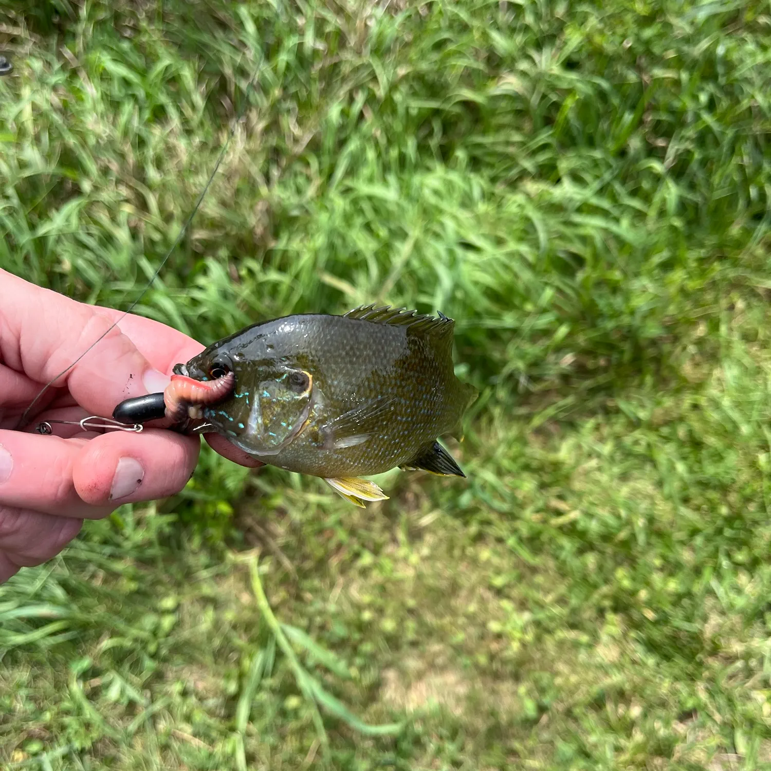 Green sunfish caught on Fishbrain