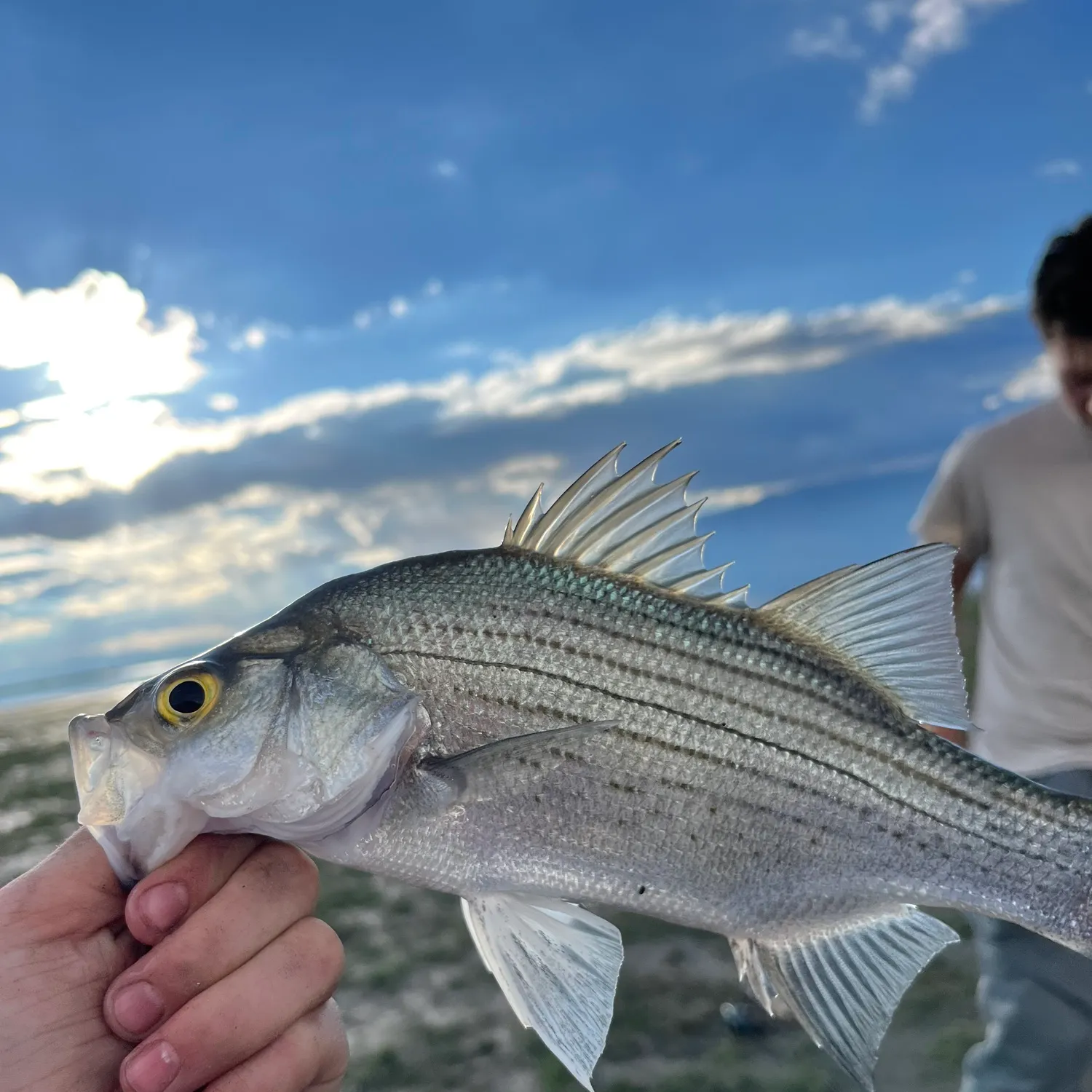 White bass caught on Fishbrain