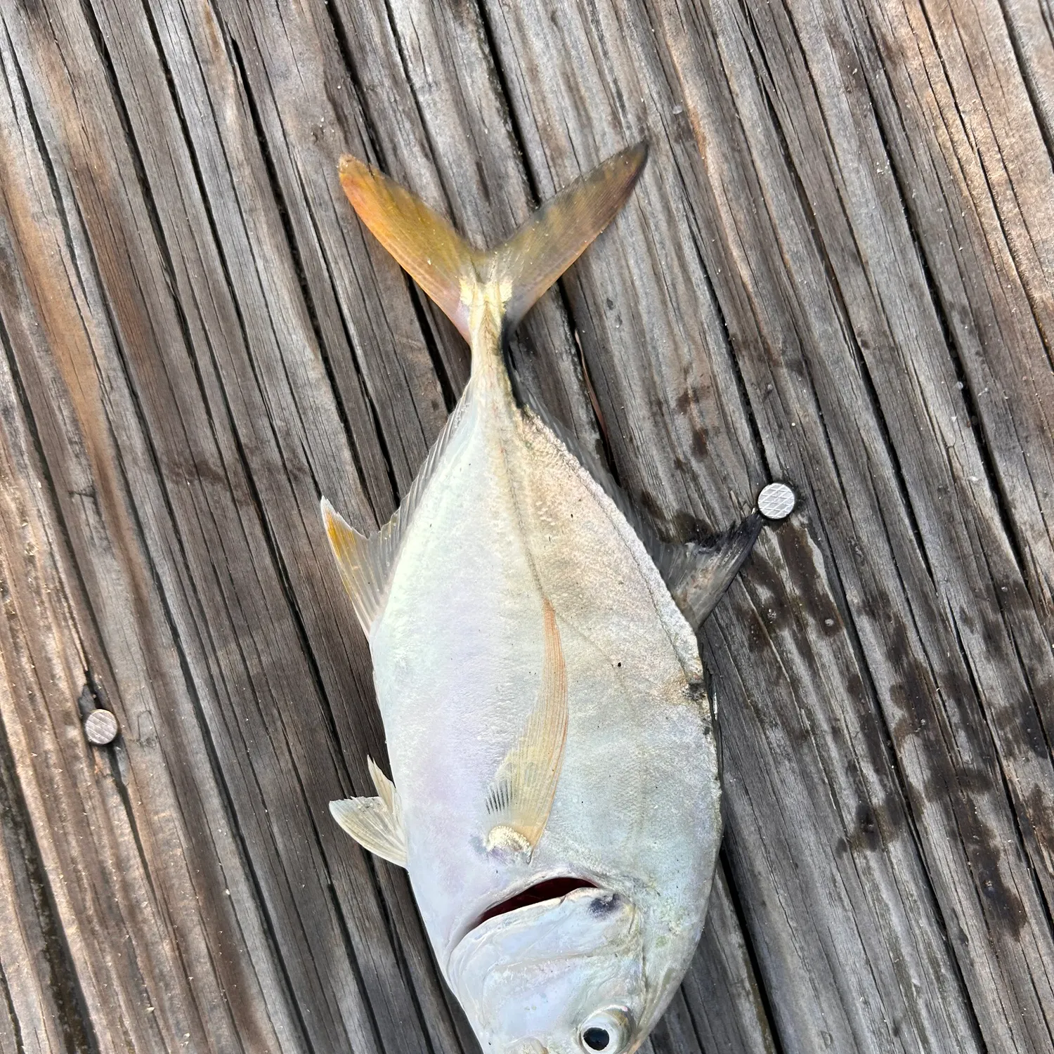 Crevalle jack caught on Fishbrain