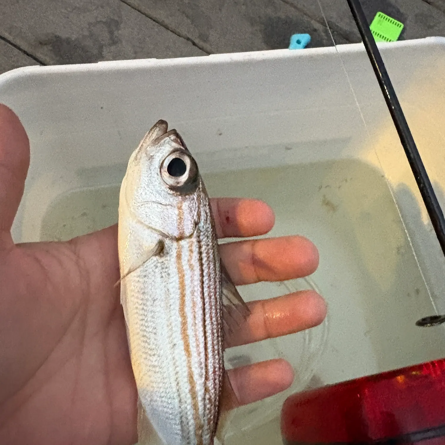 The most recent Californian salema catches on Fishbrain