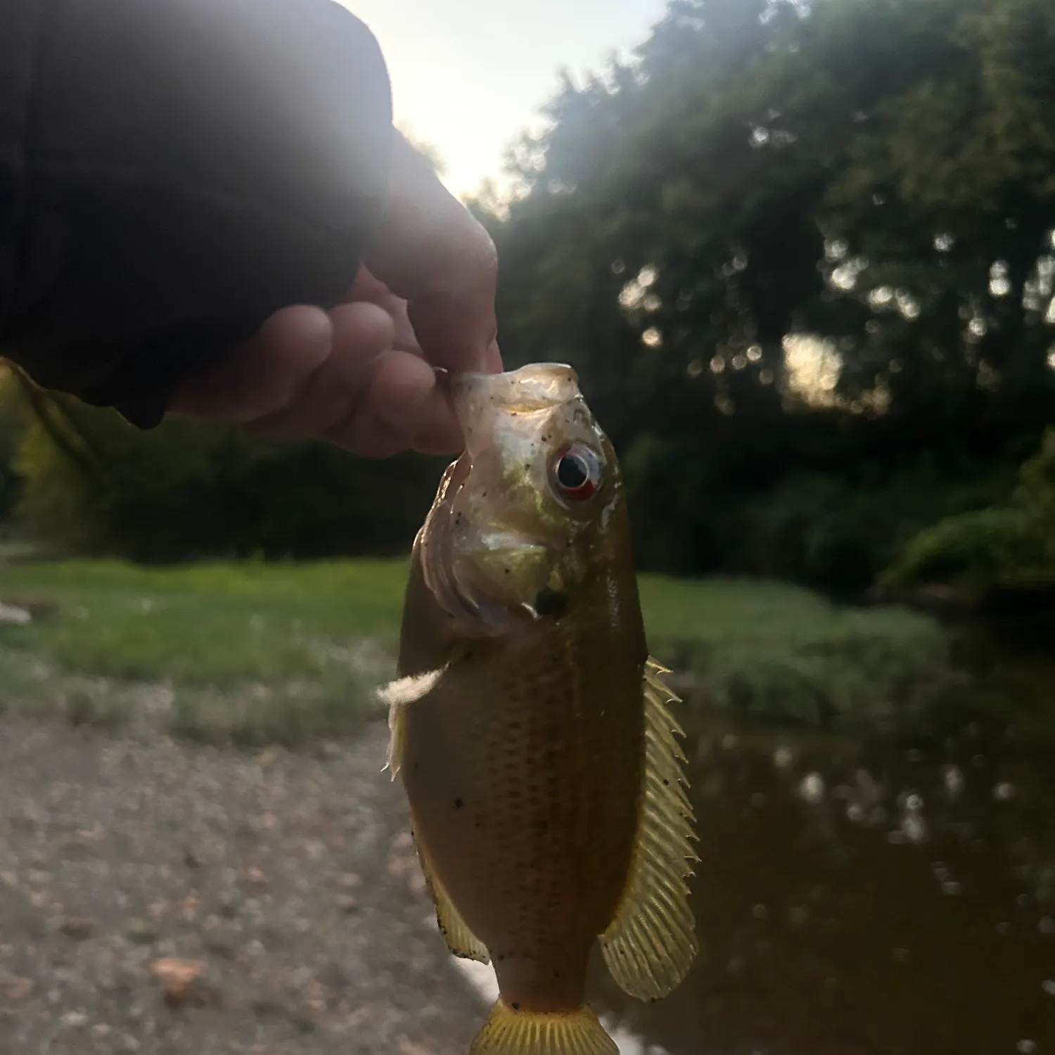 Rock bass caught on Fishbrain