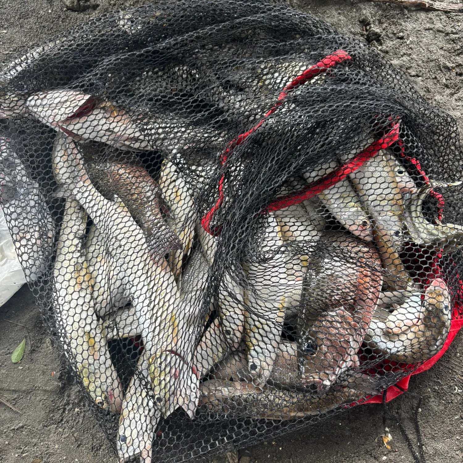 The most recent Hawaiian ladyfish catches on Fishbrain