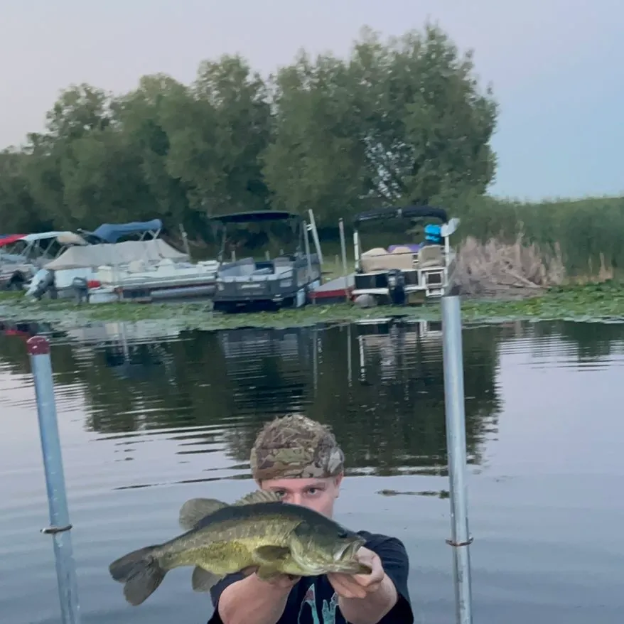 Largemouth bass caught on Fishbrain