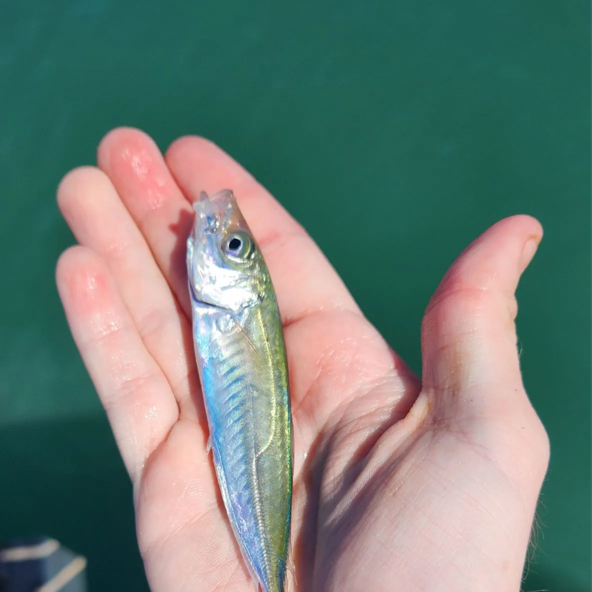 The most recent Pacific jack mackerel catches on Fishbrain