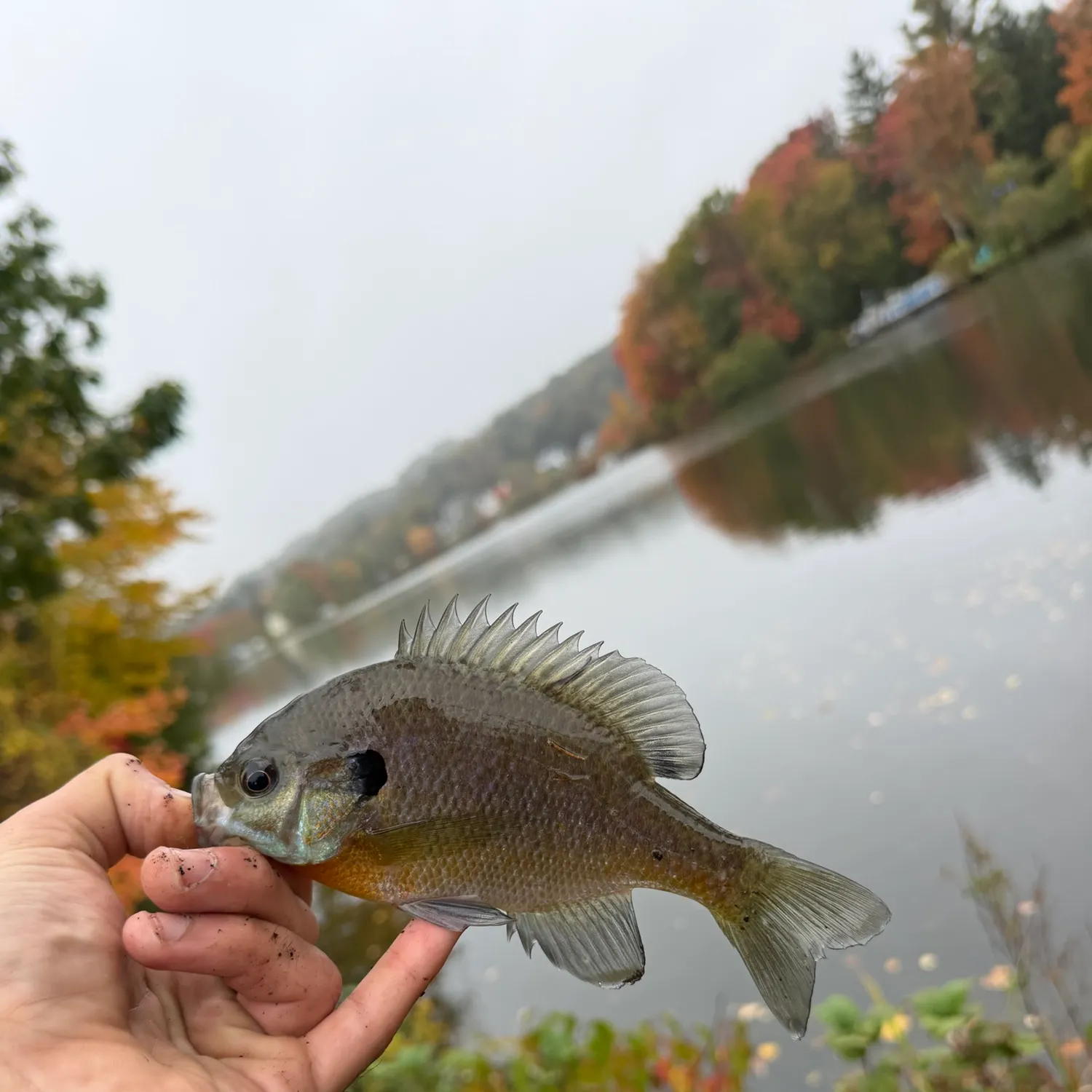 Pumpkingill hybrid caught on Fishbrain