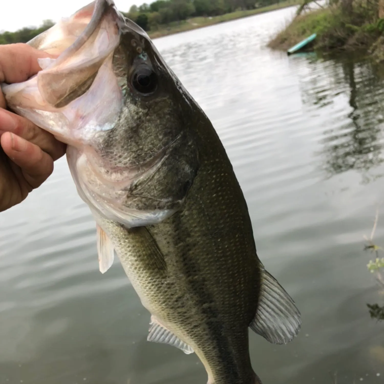 angler catch
