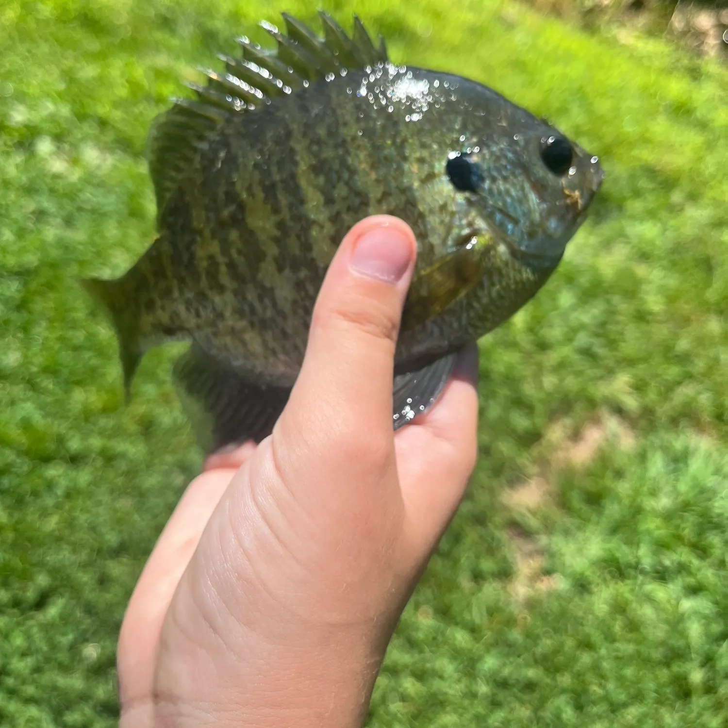Pumpkinseed caught on Fishbrain