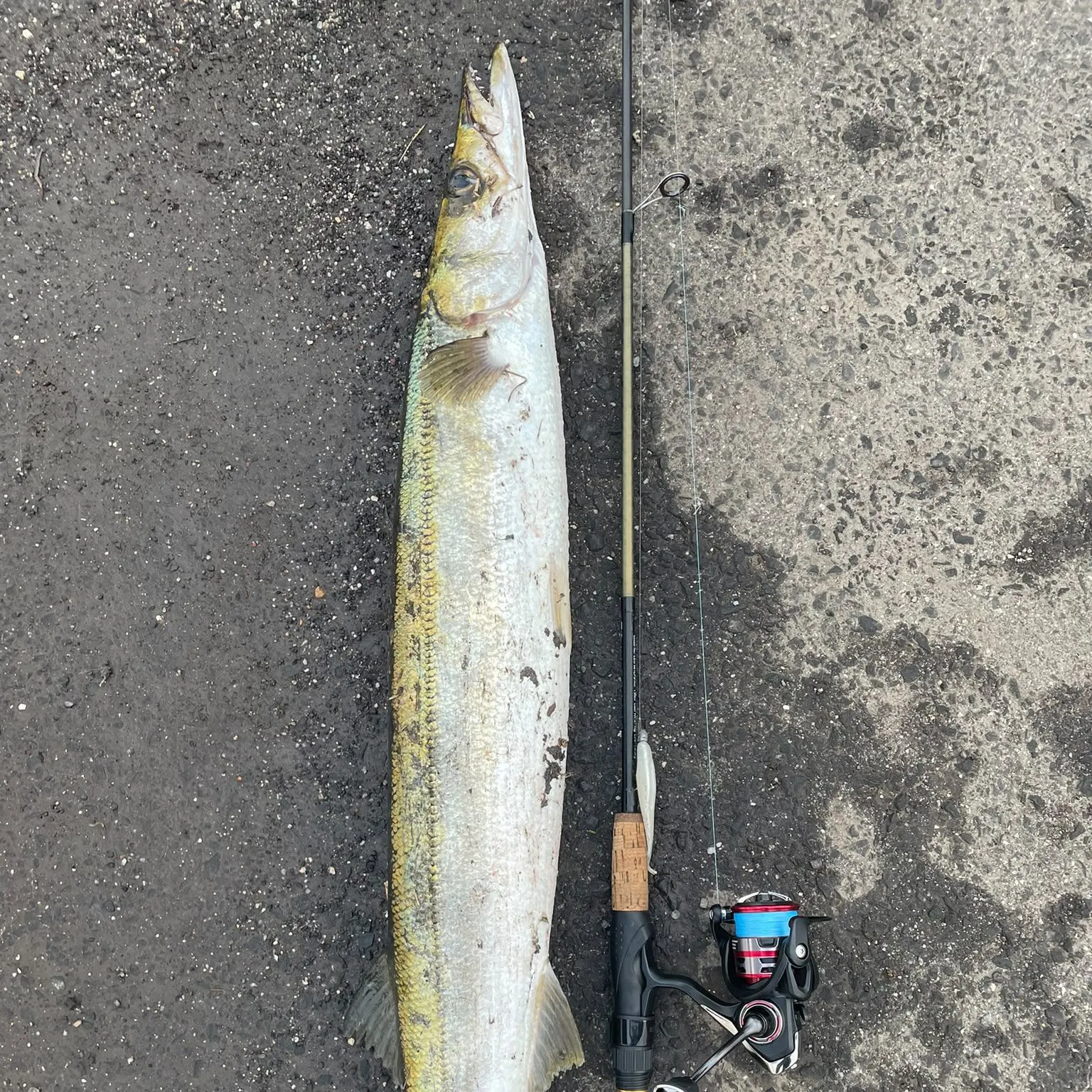 Australian barracuda caught on Fishbrain