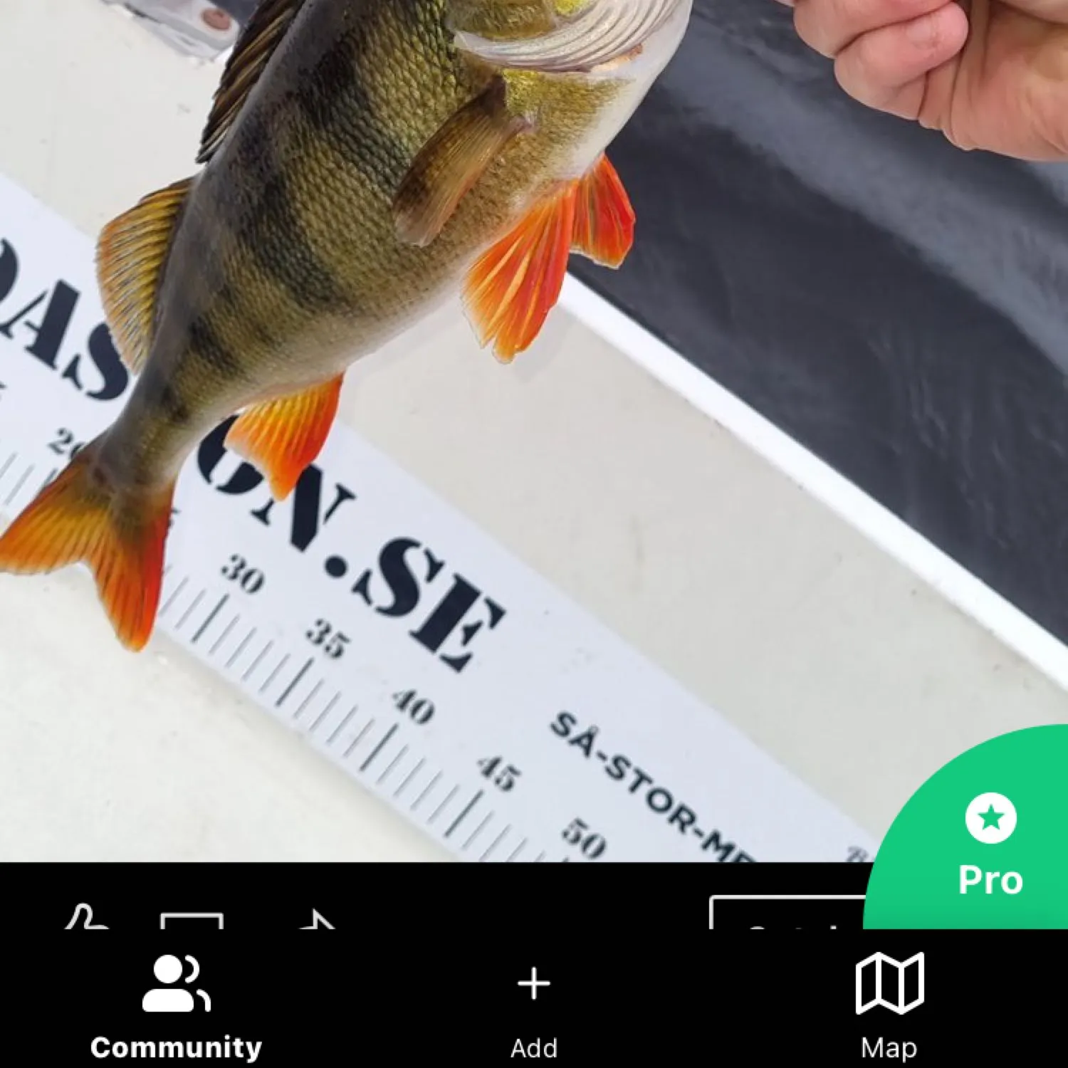 recently logged catches