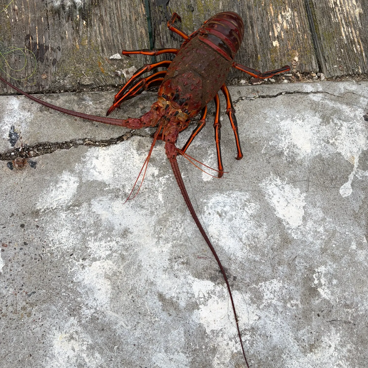 The most recent California spiny lobster catches on Fishbrain