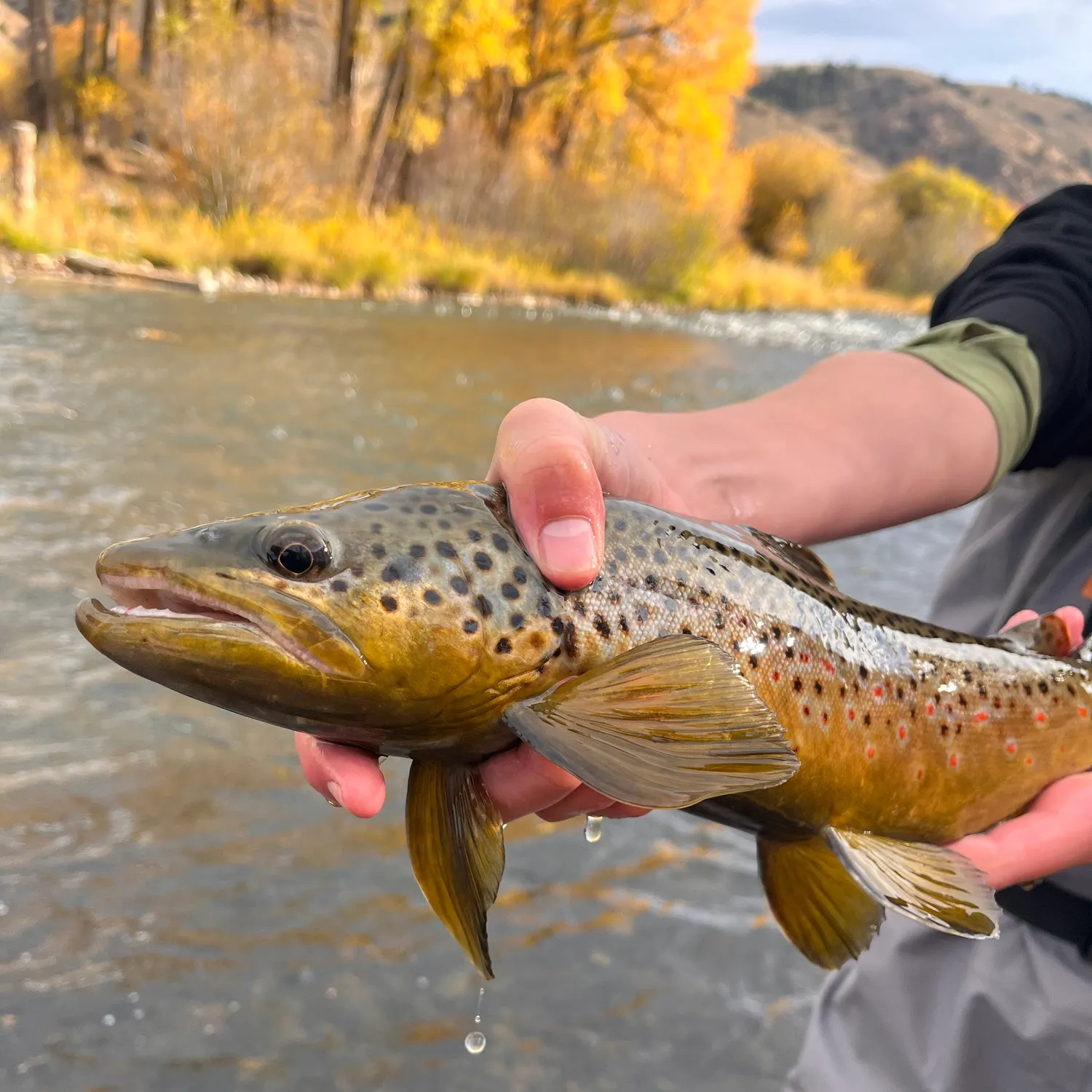 Brown trout caught on Fishbrain