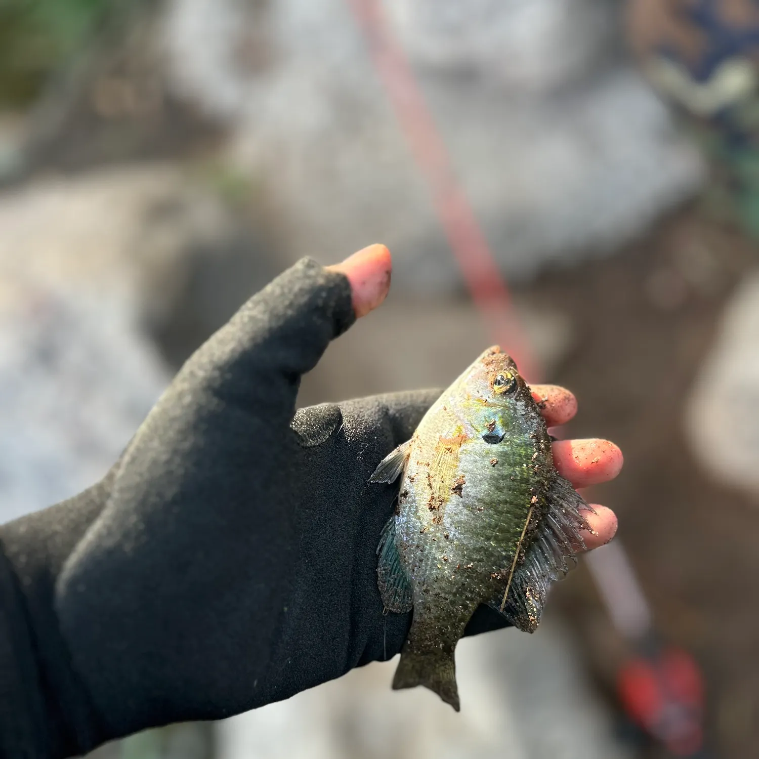 Bluegill caught on Fishbrain