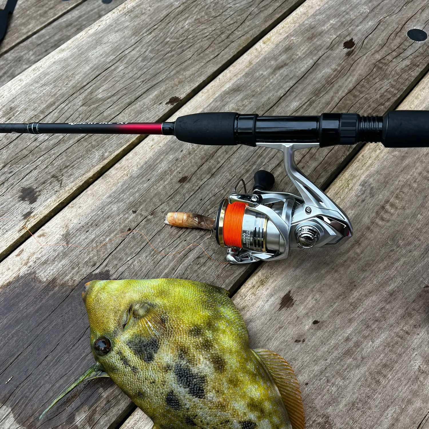 recently logged catches