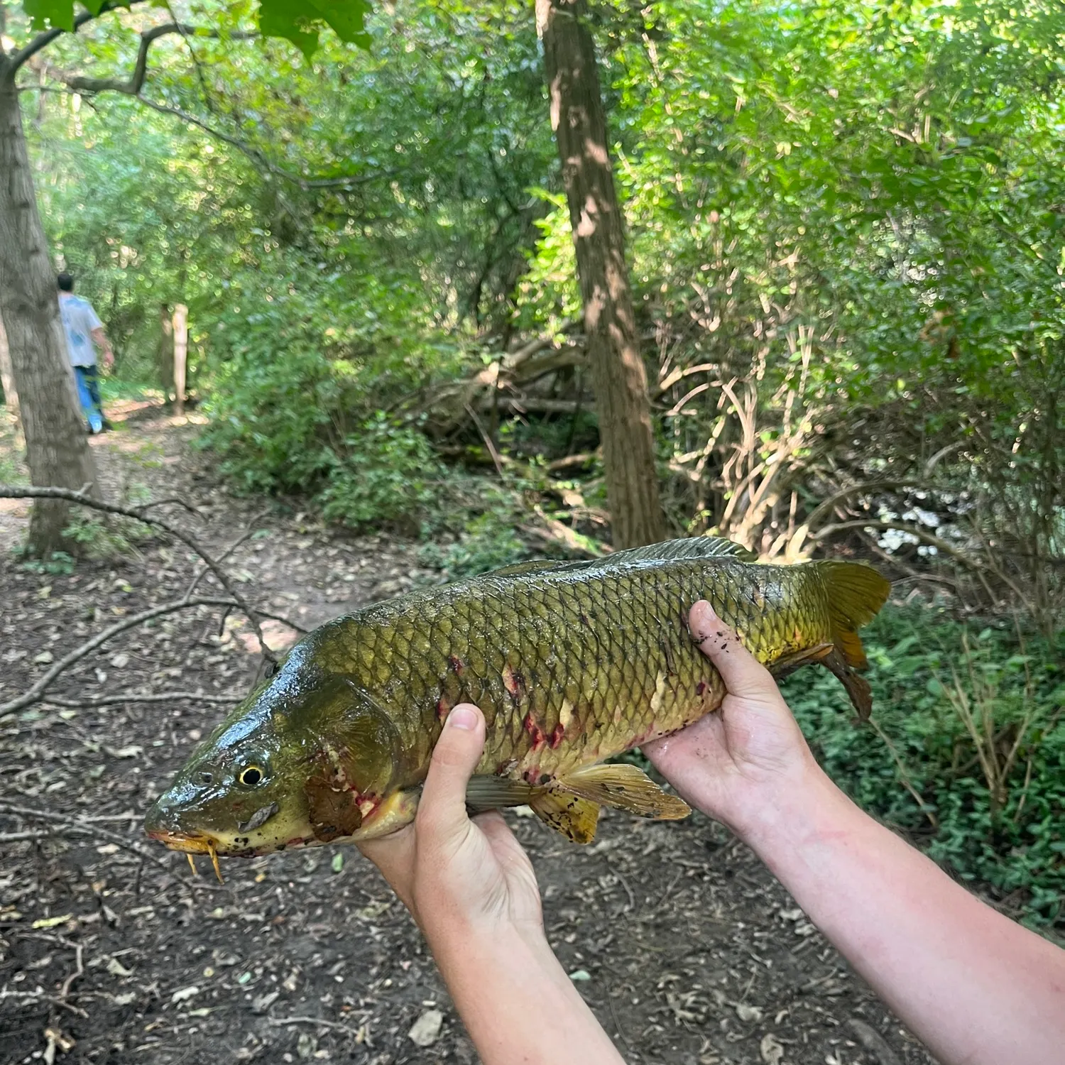 Common carp caught on Fishbrain