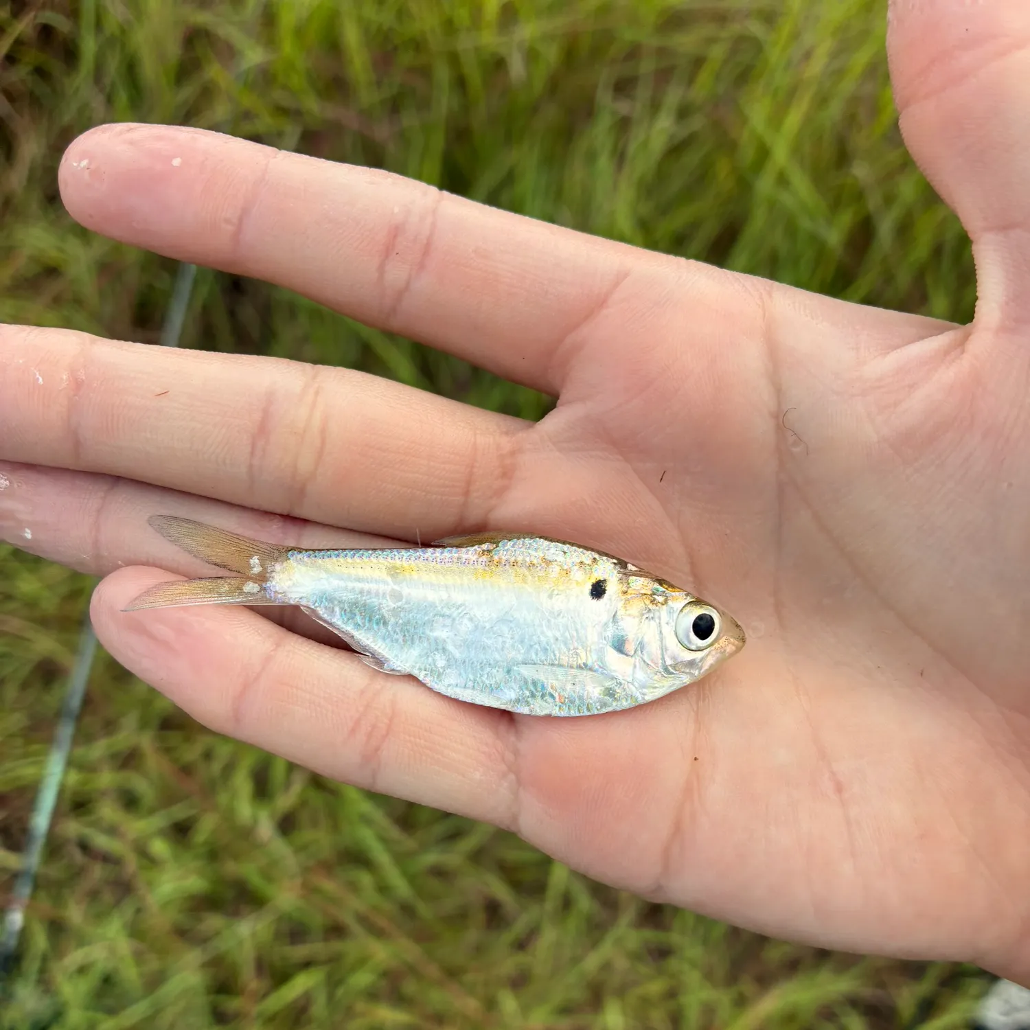 American gizzard shad caught on Fishbrain
