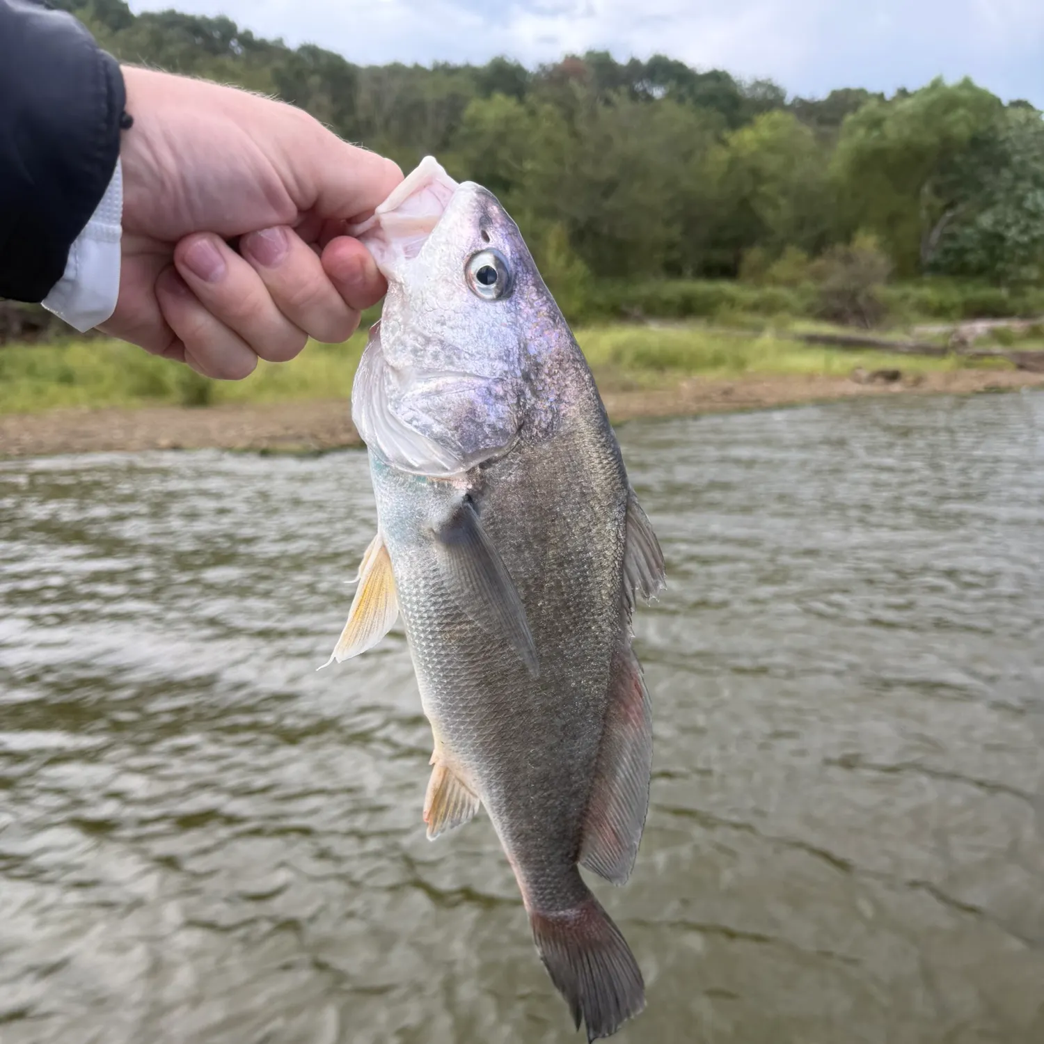 Freshwater drum caught on Fishbrain