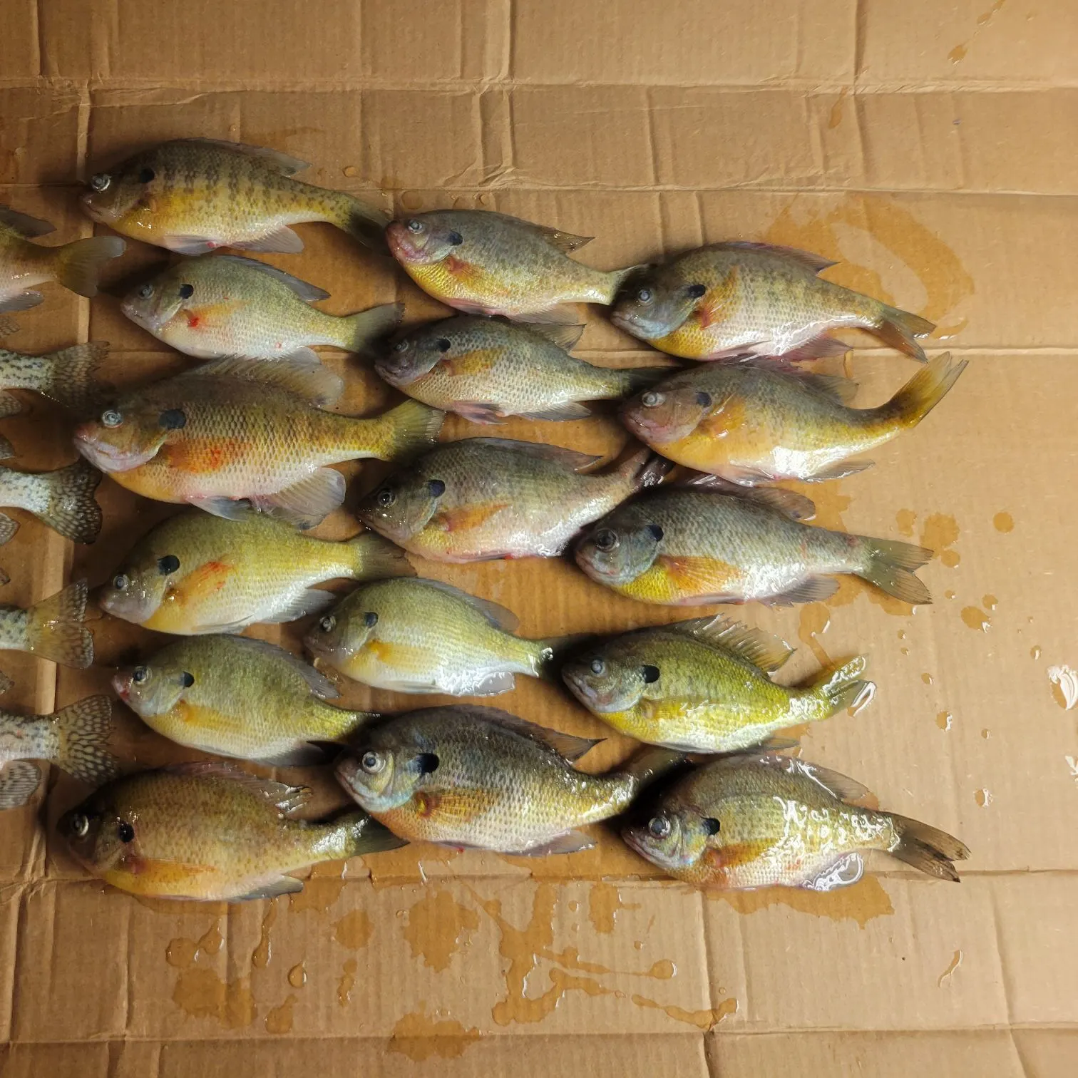 recently logged catches