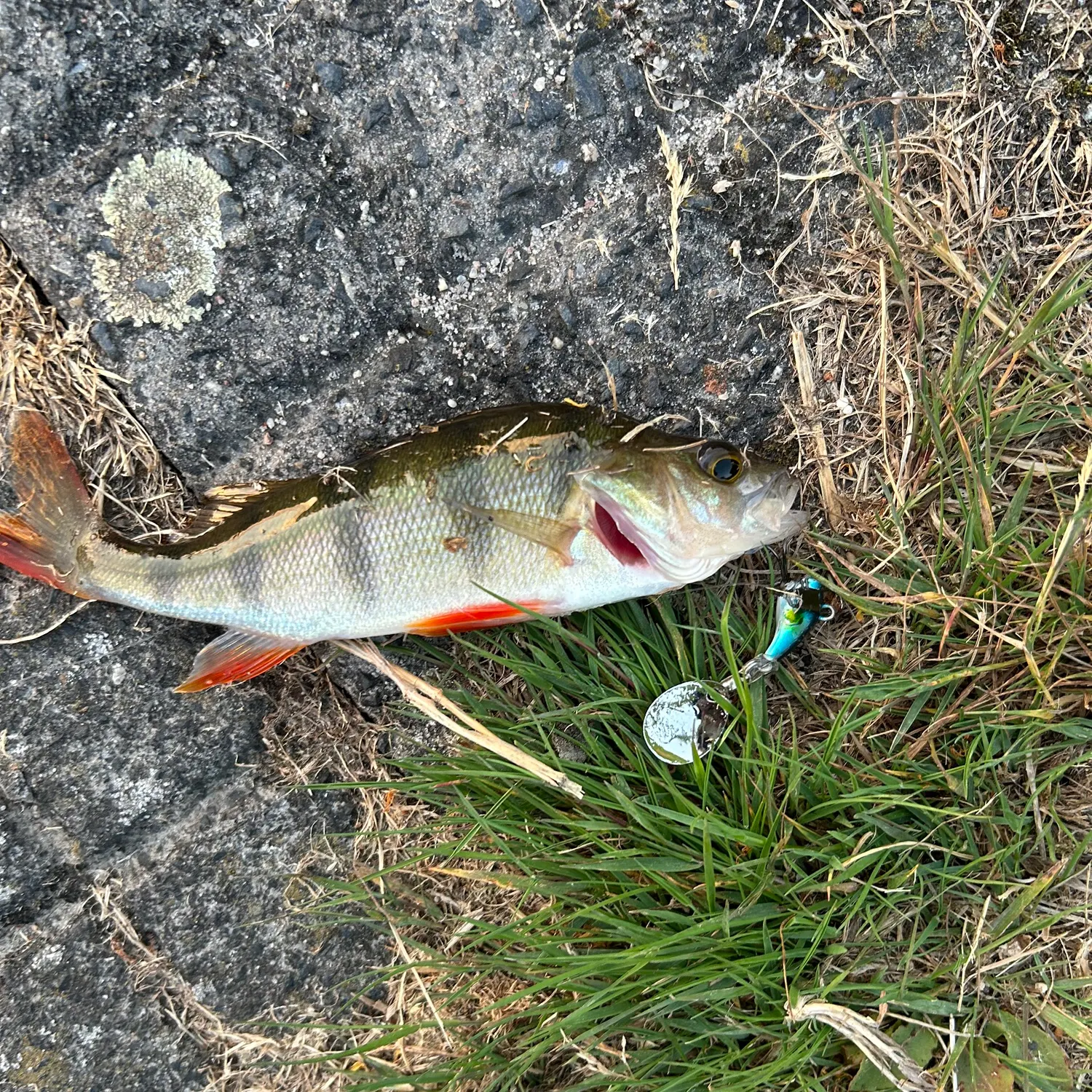European perch caught on Fishbrain