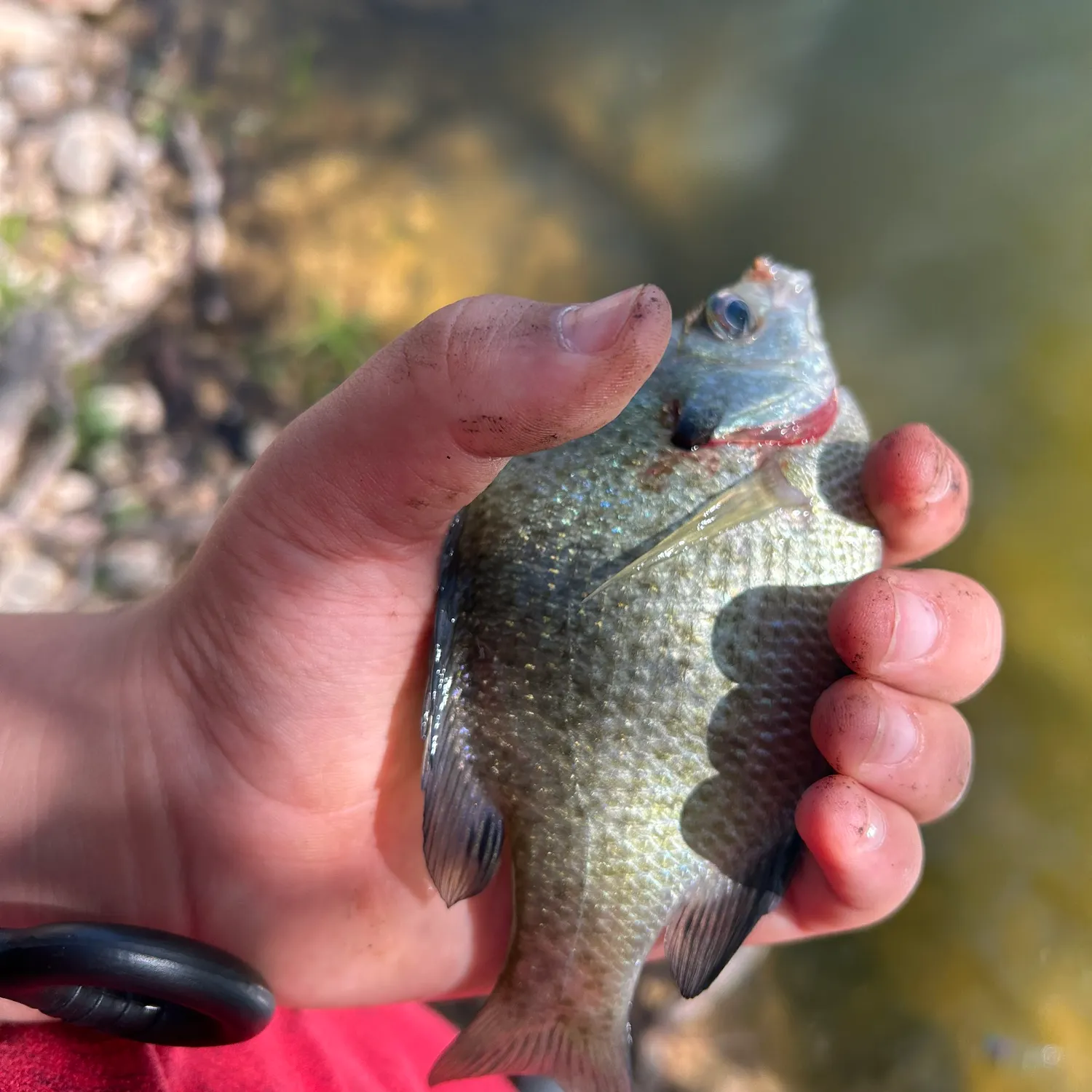 The most recent Grey triggerfish catches on Fishbrain