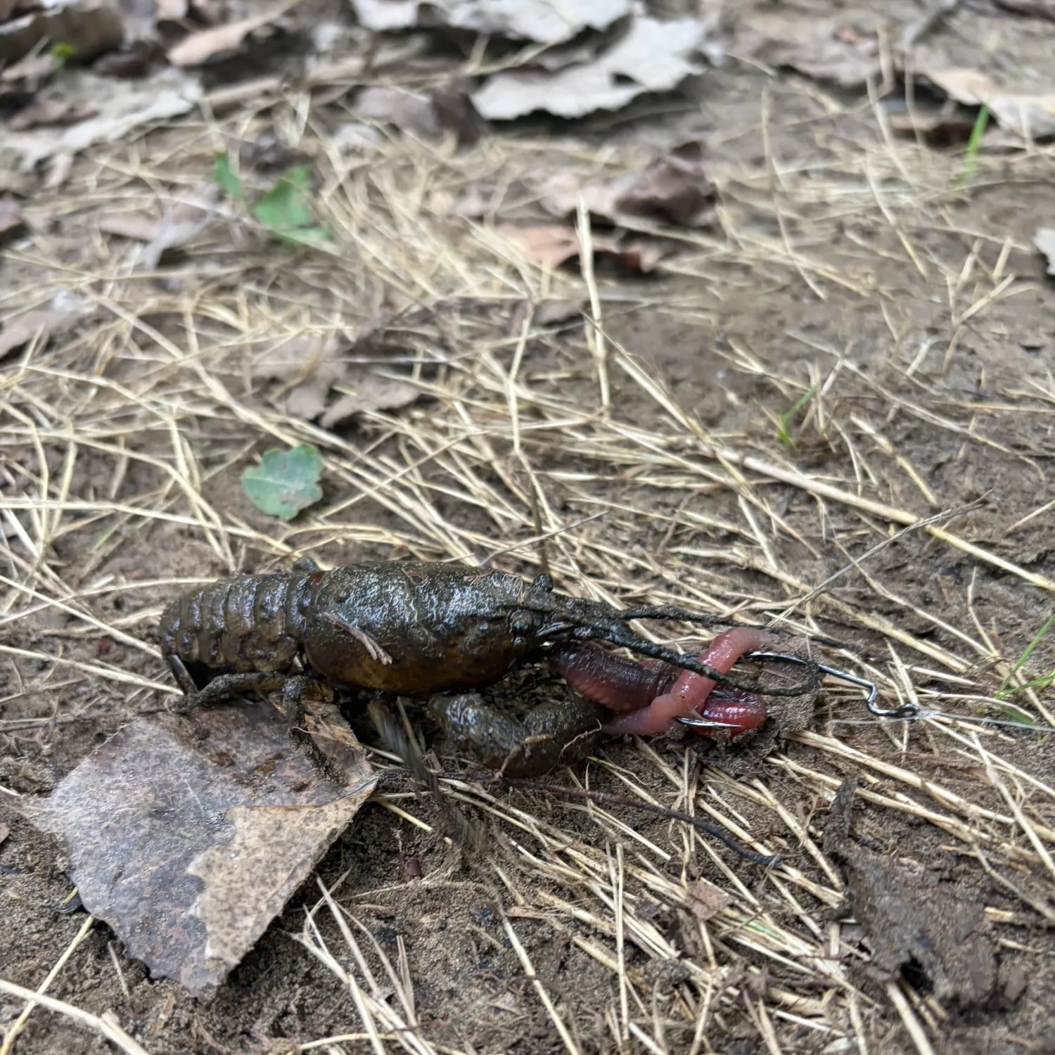 Signal crayfish caught on Fishbrain
