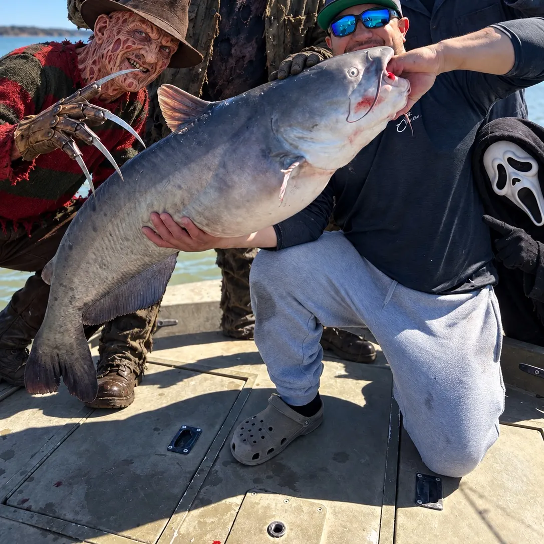 Blue catfish caught on Fishbrain